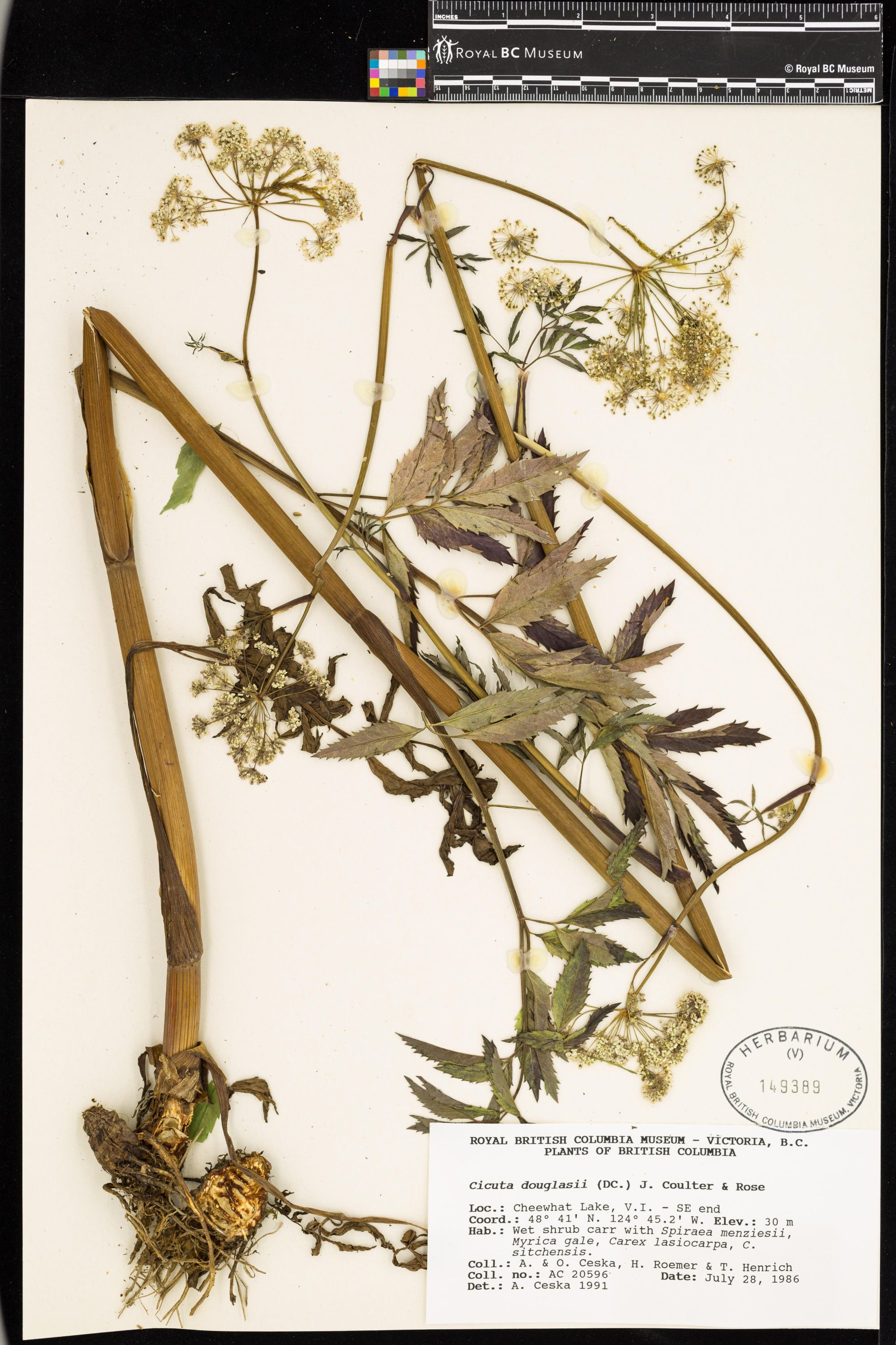 Image representing Cicuta douglasii.