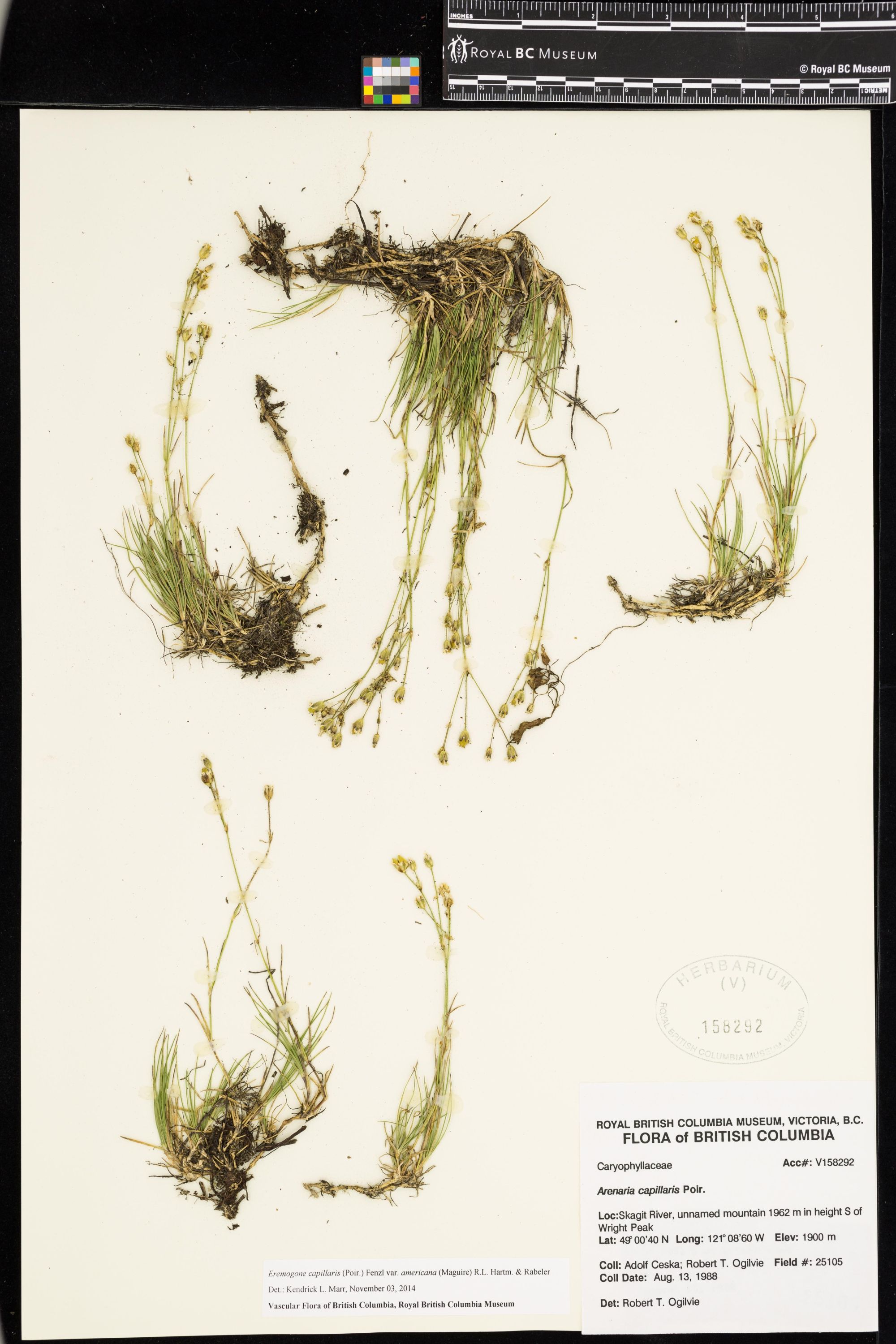 Image representing Eremogone capillaris var. americana.