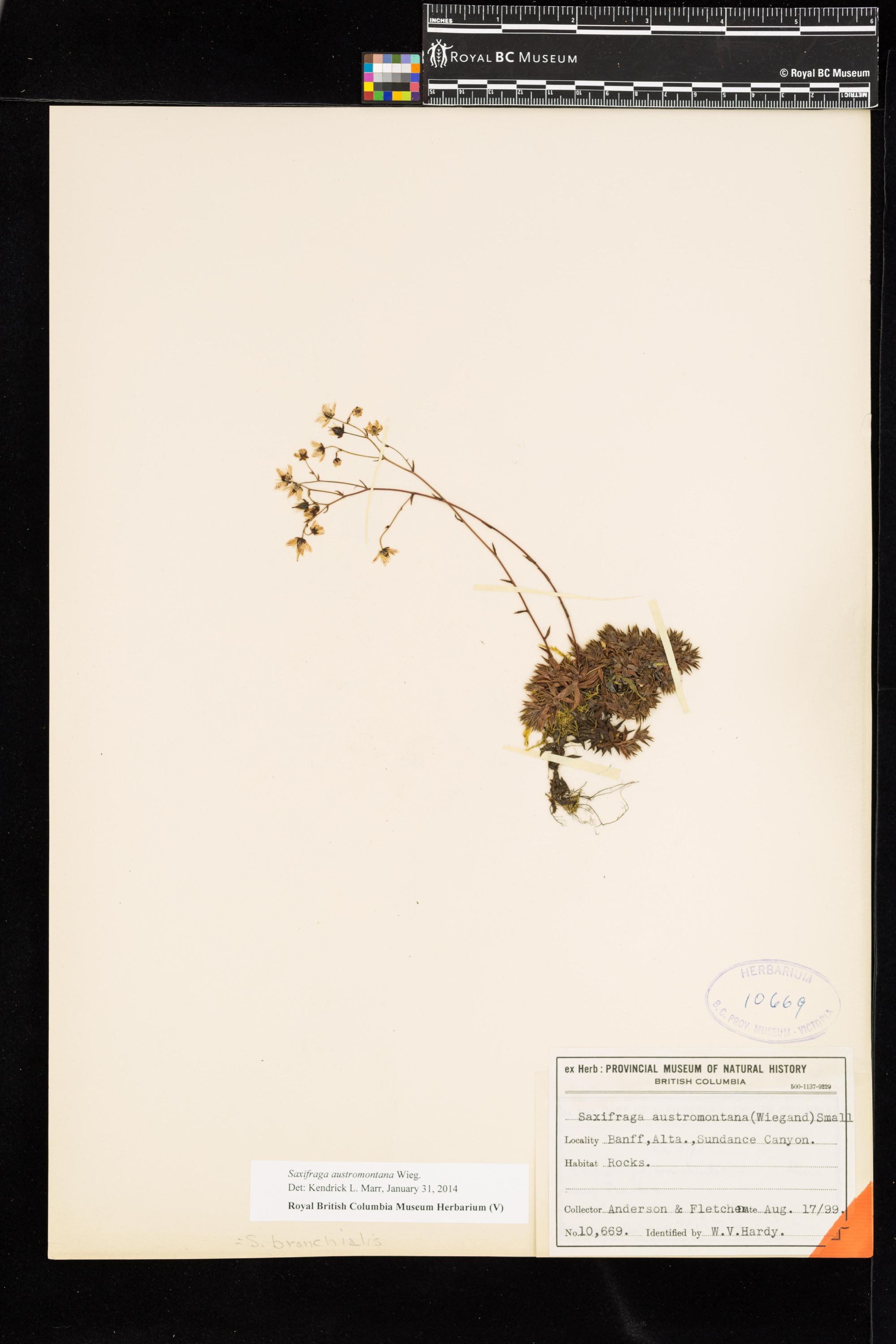 Image representing Saxifraga austromontana.