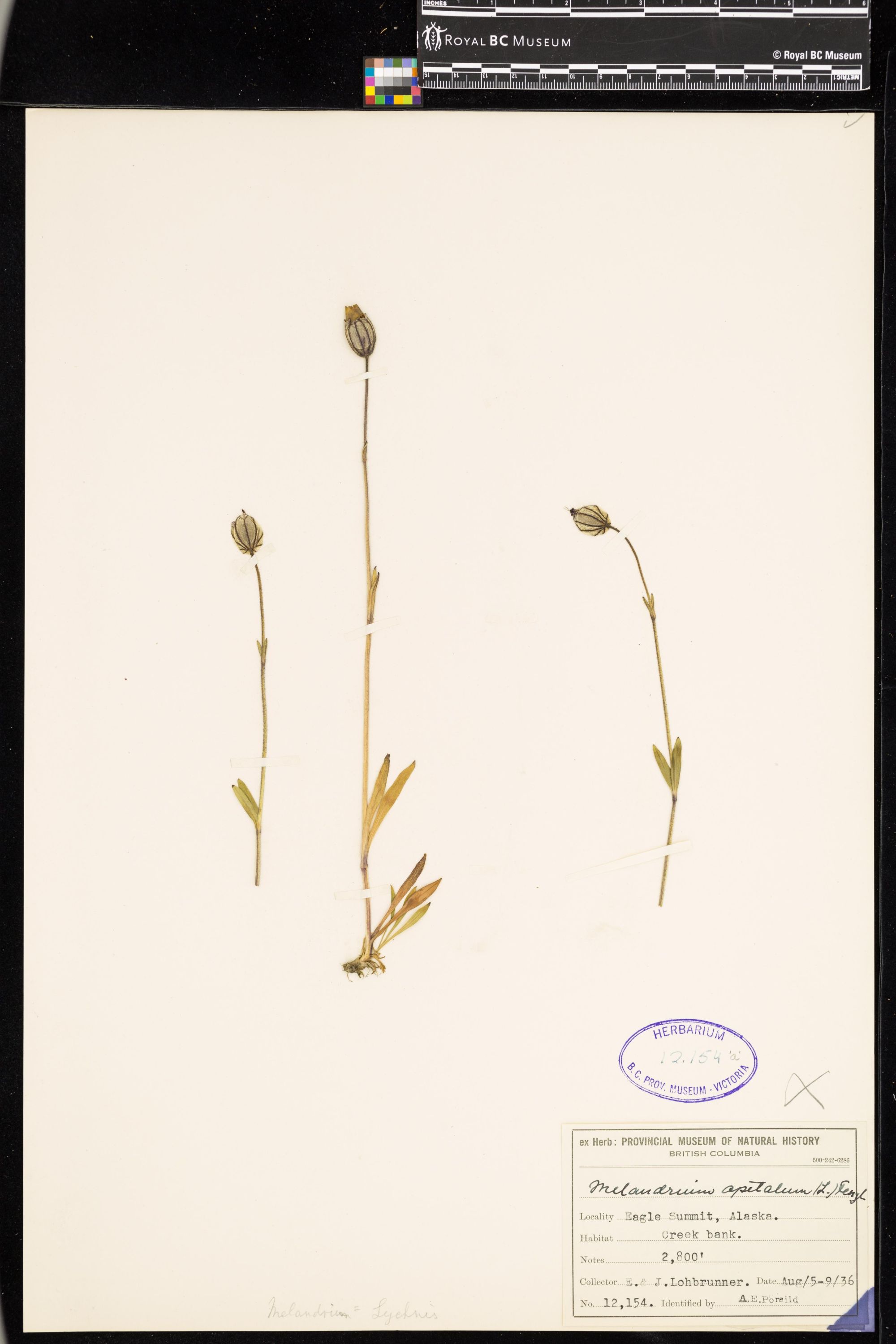 Image representing Silene uralensis ssp. uralensis.