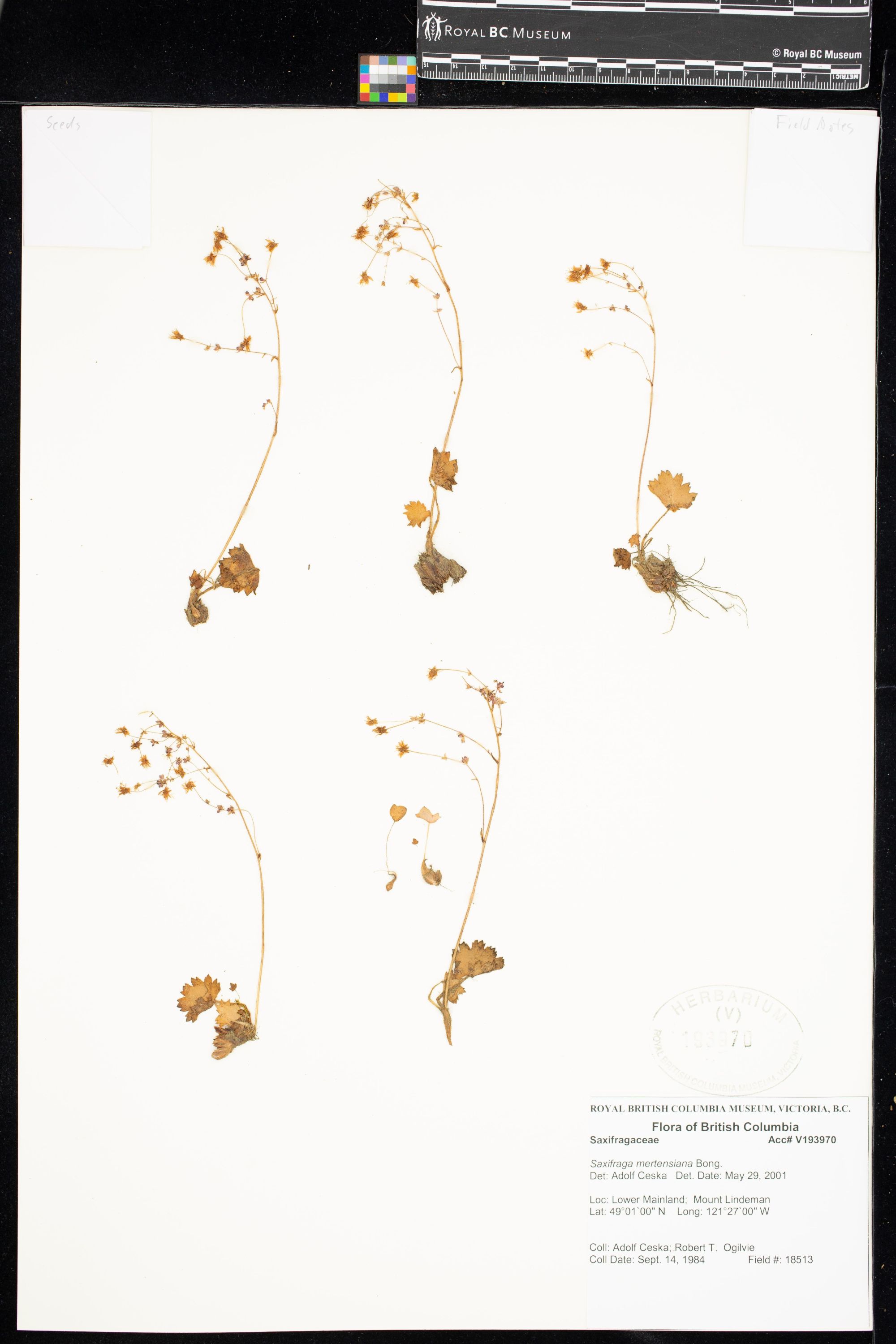 Image representing Saxifraga mertensiana.