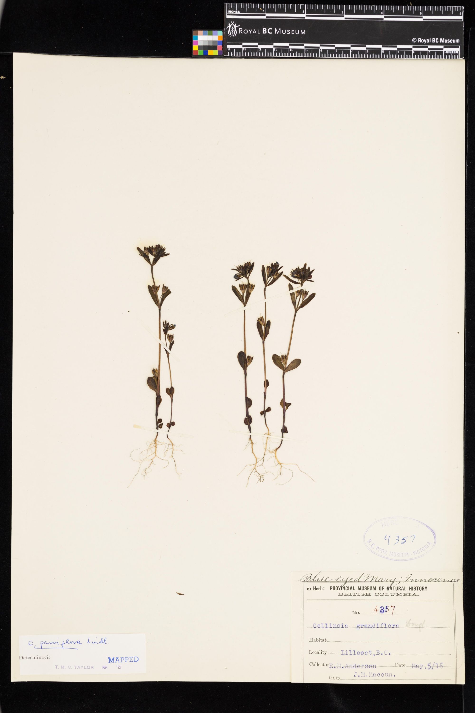 Image representing Collinsia parviflora.