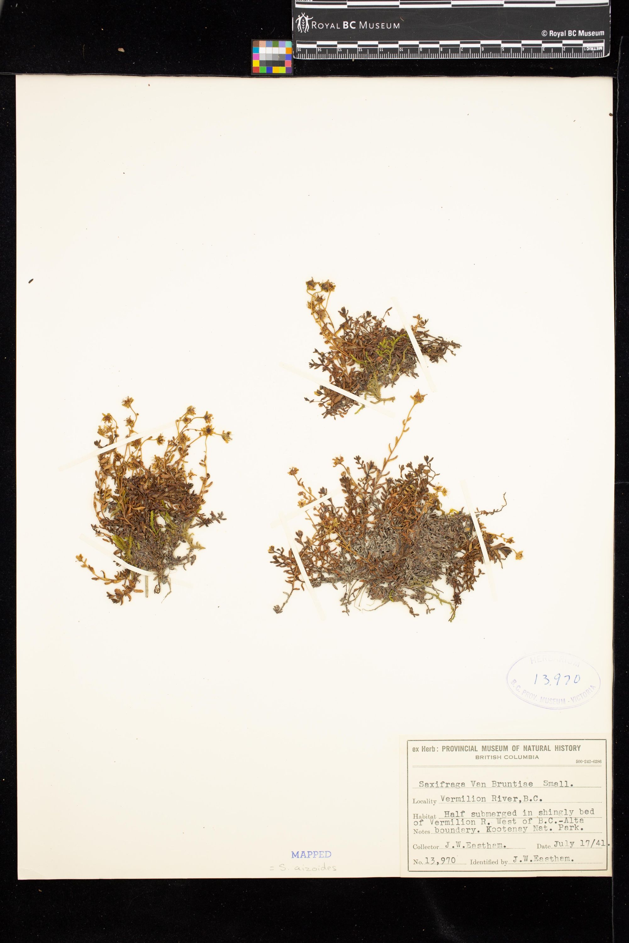 Image representing Saxifraga aizoides.