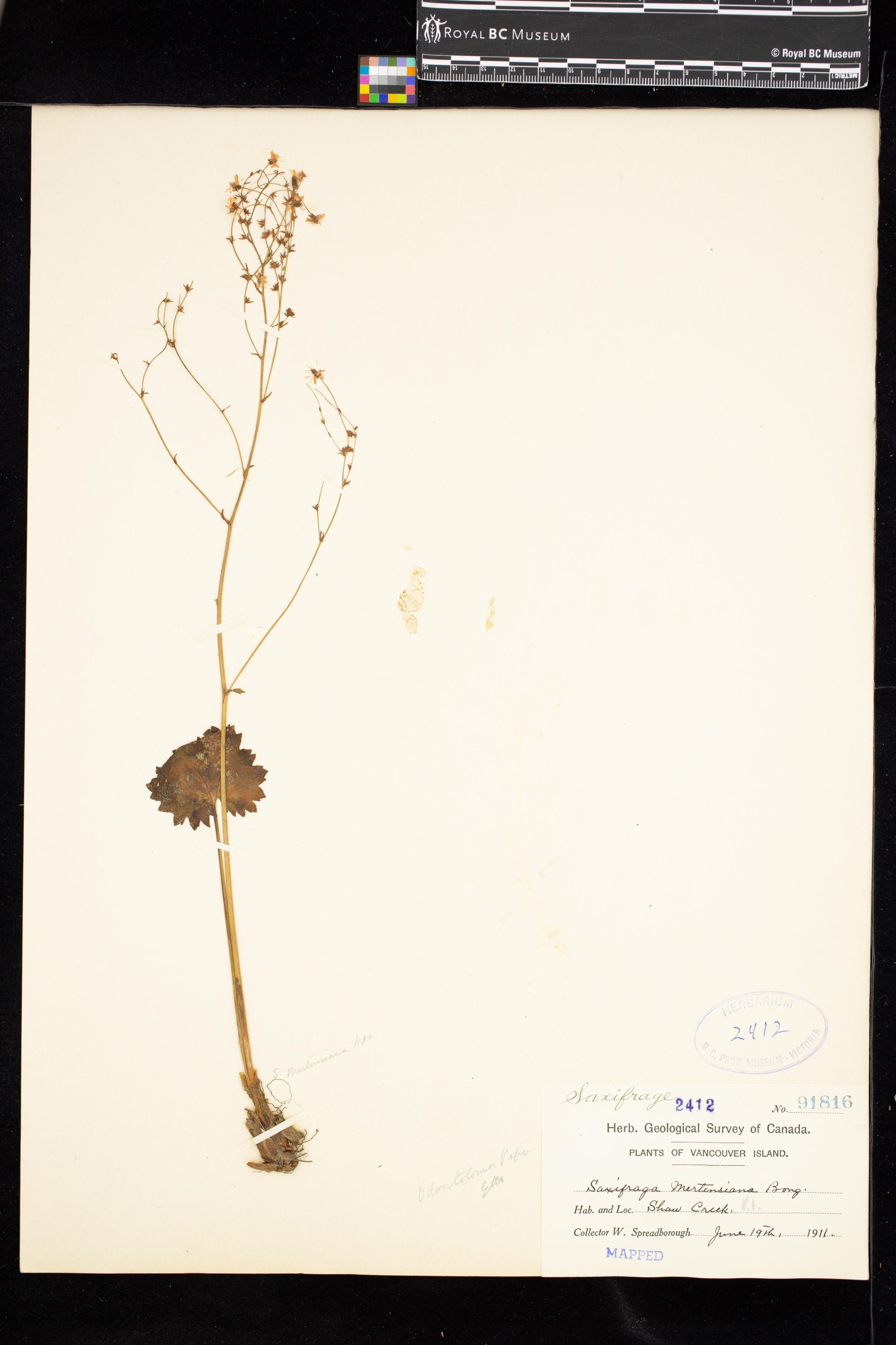 Image representing Saxifraga mertensiana.