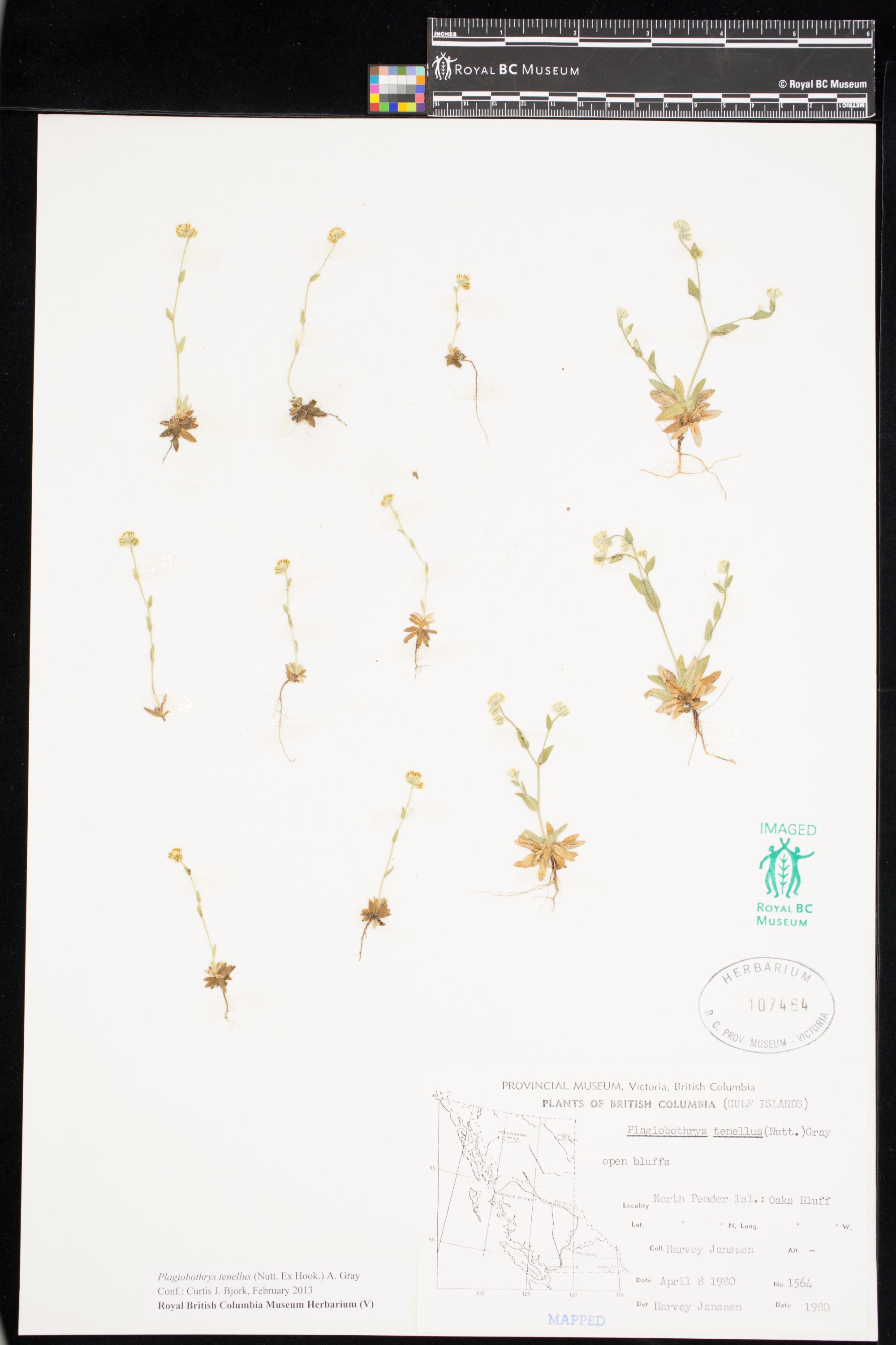 Image representing Plagiobothrys tenellus.