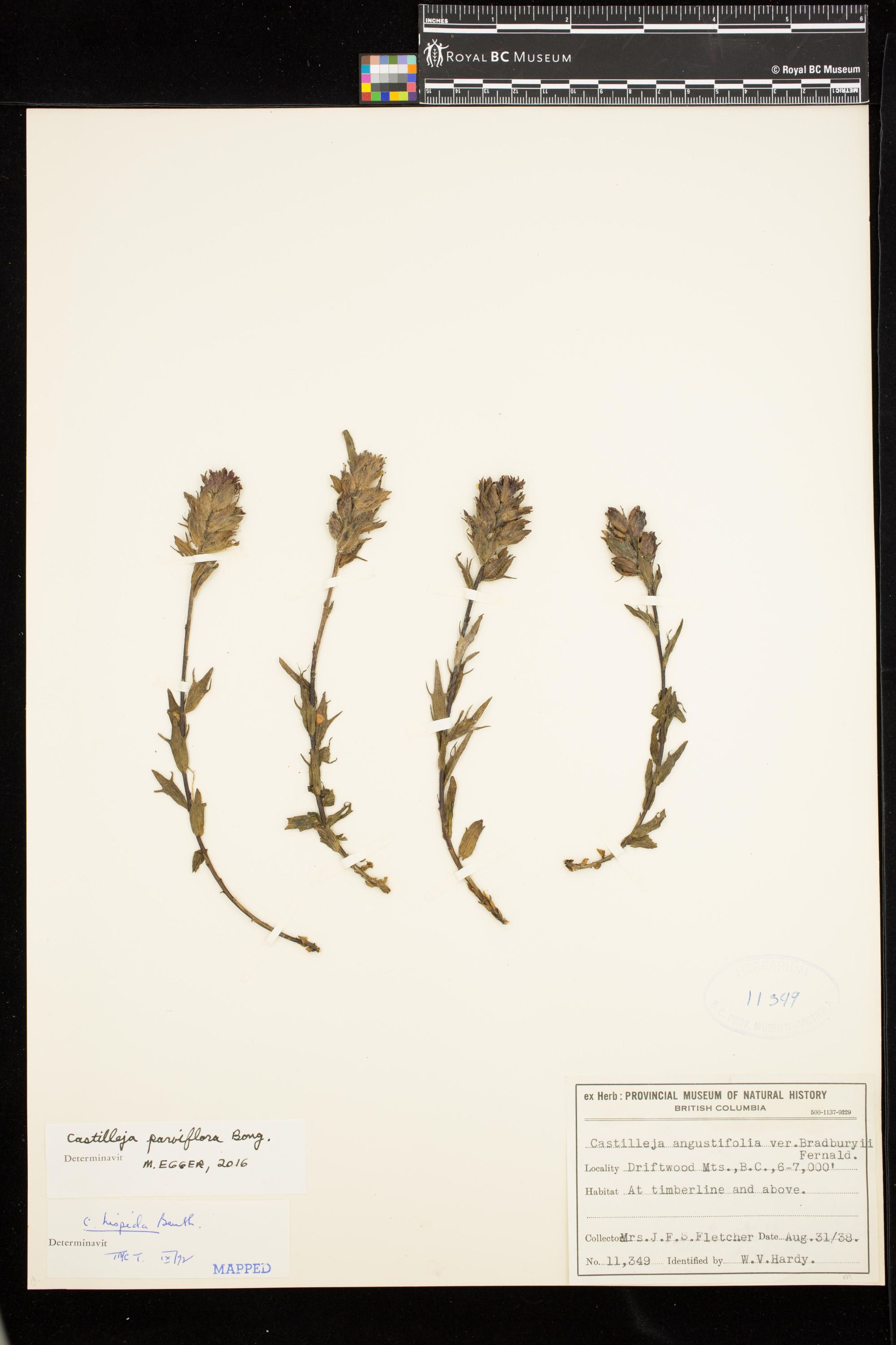 Image representing Castilleja parviflora.