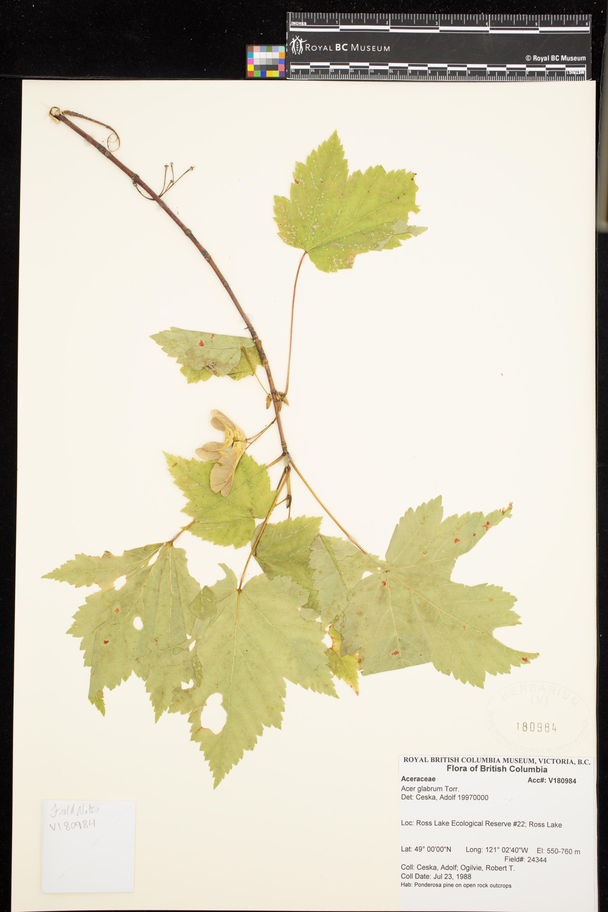 Image representing Acer glabrum.