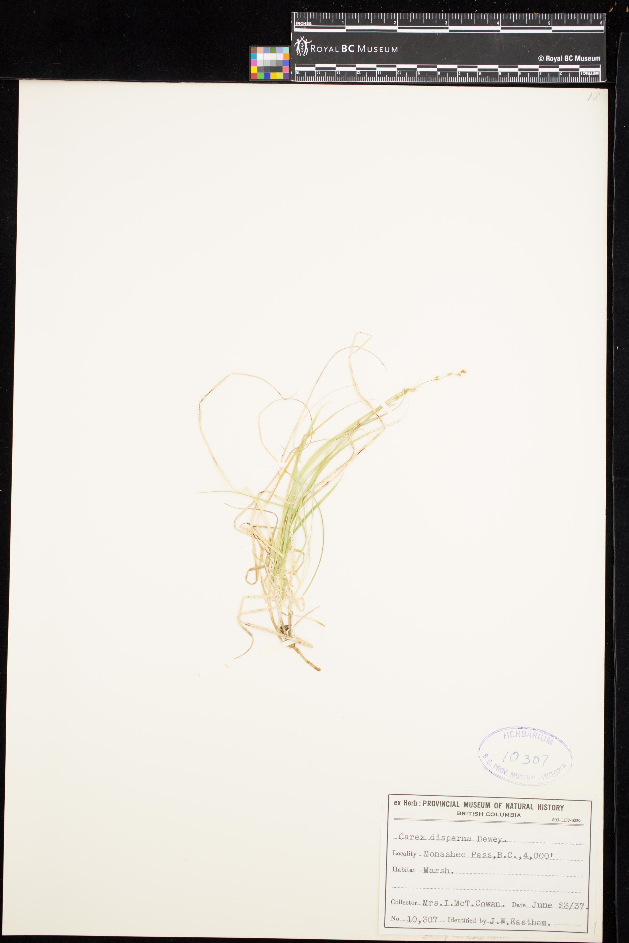 Image representing Carex disperma.