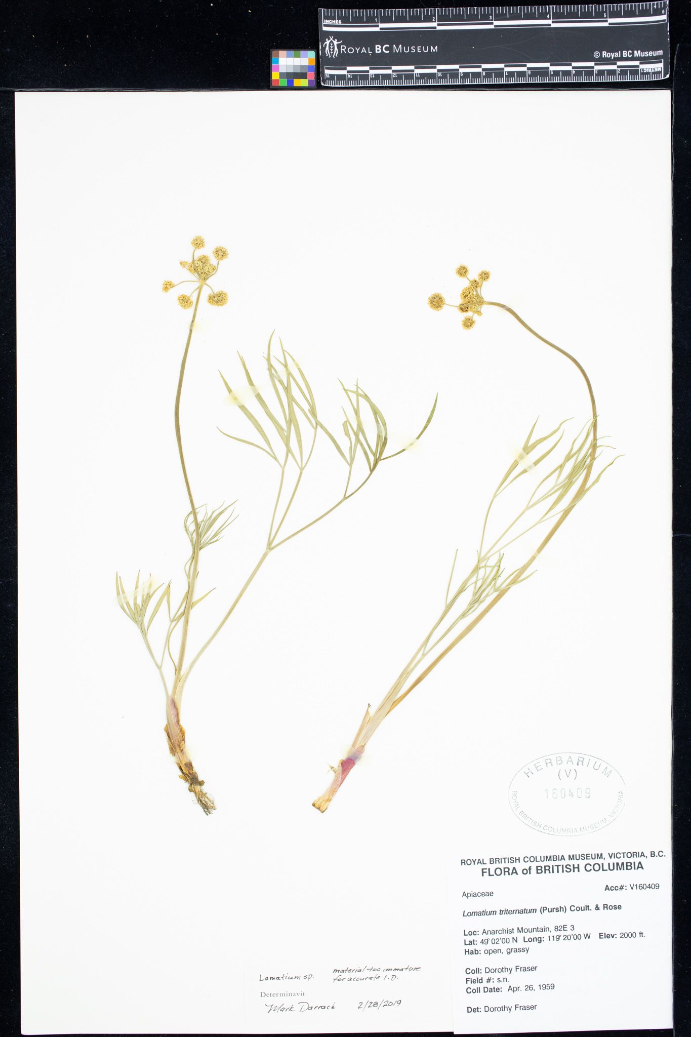 Image representing Lomatium.