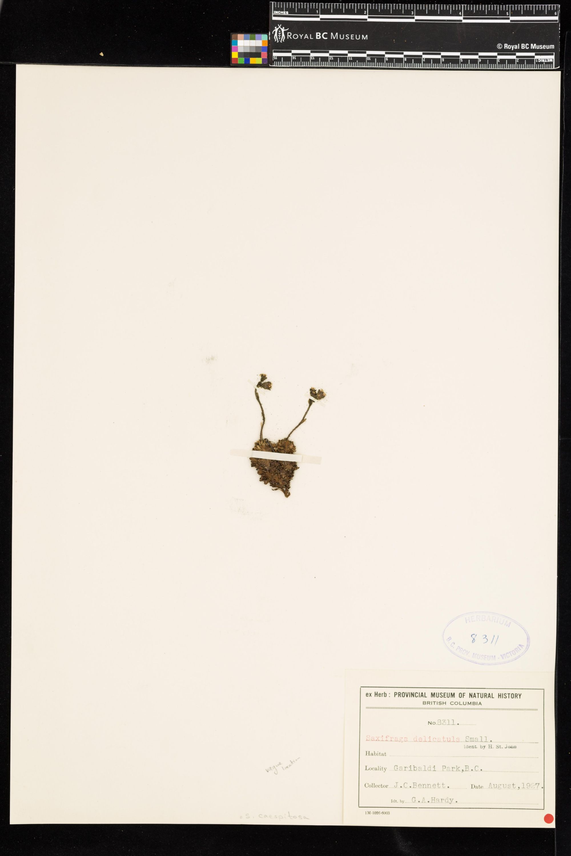 Image representing Saxifraga caespitosa.