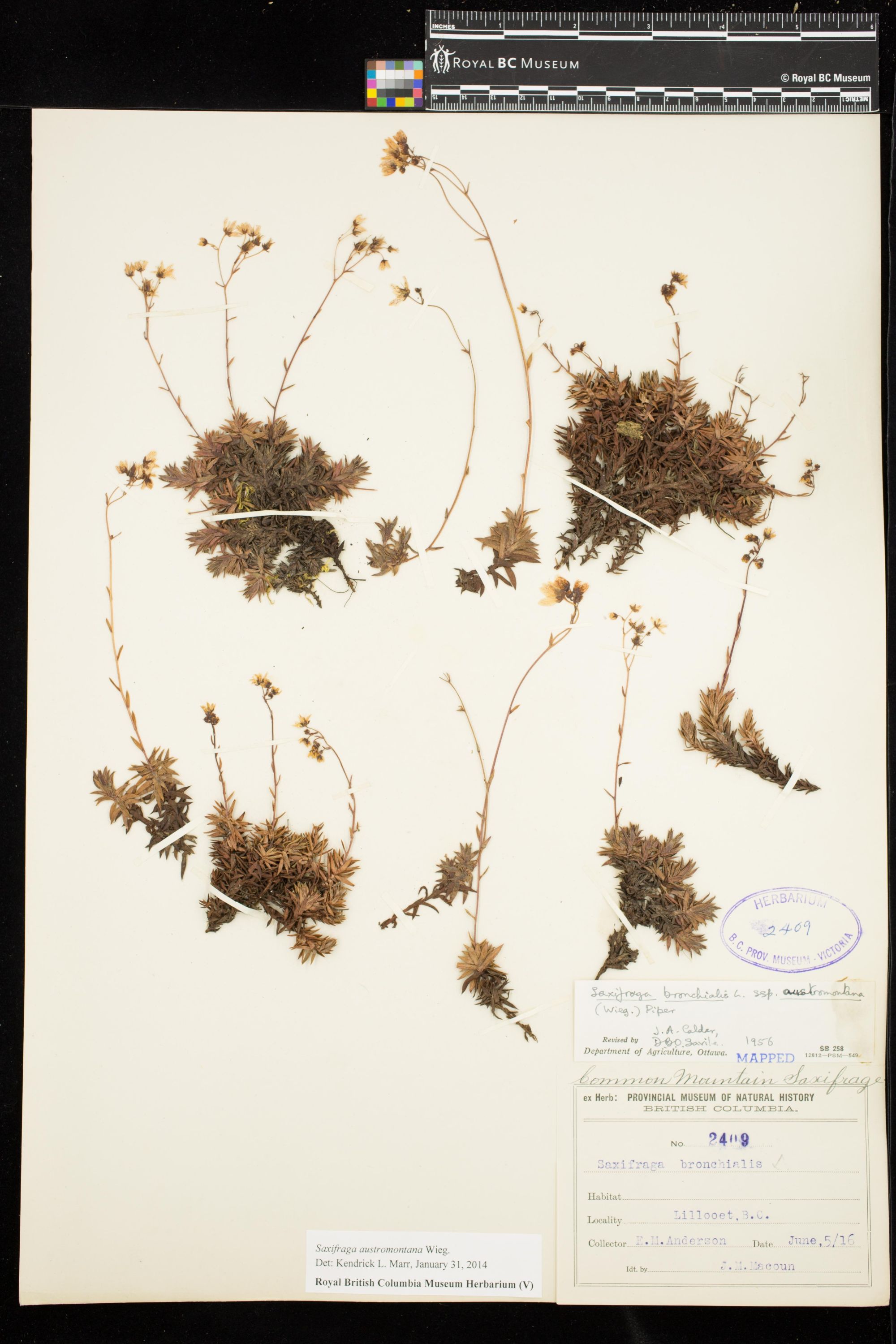 Image representing Saxifraga austromontana.