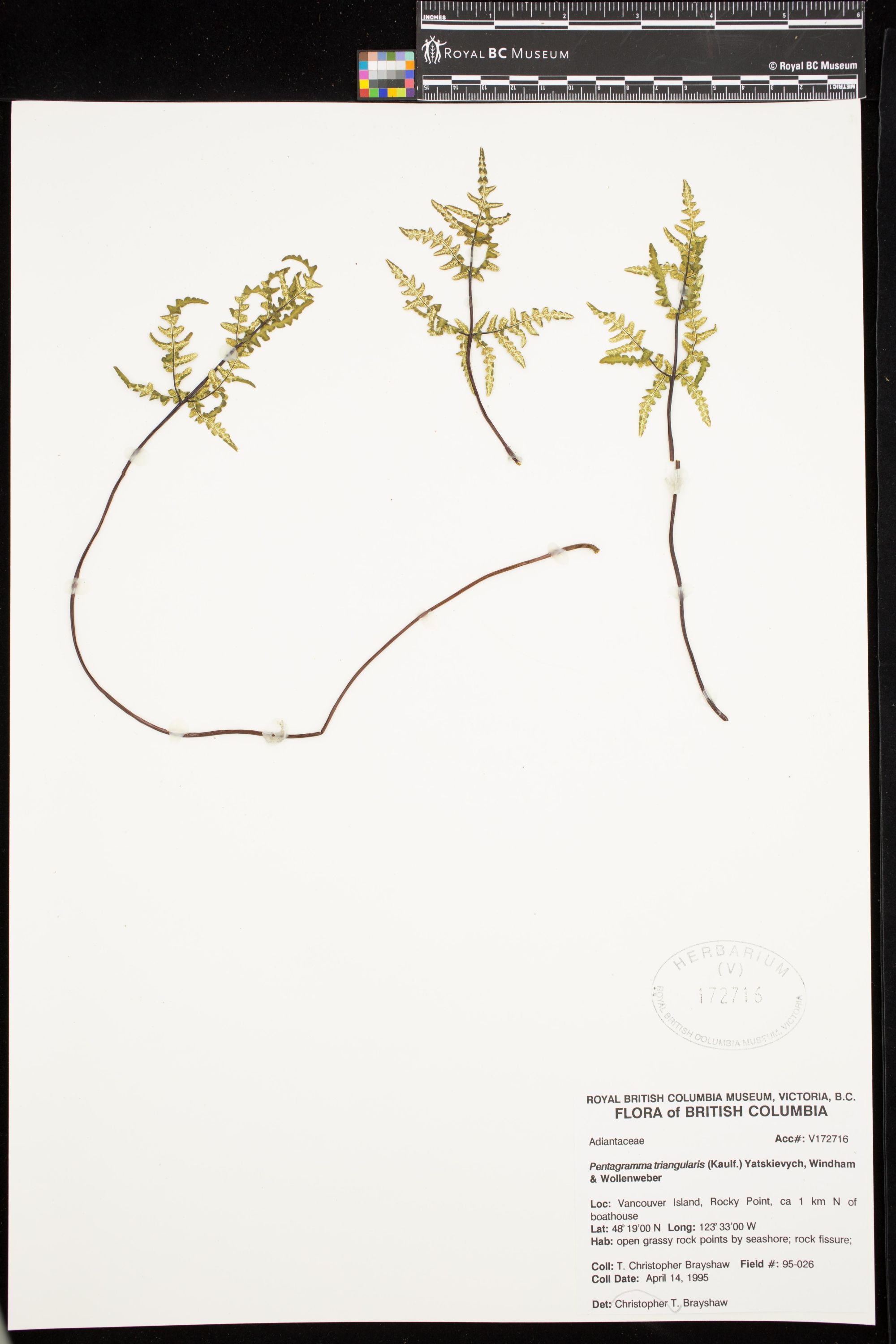 Image representing Pentagramma triangularis.