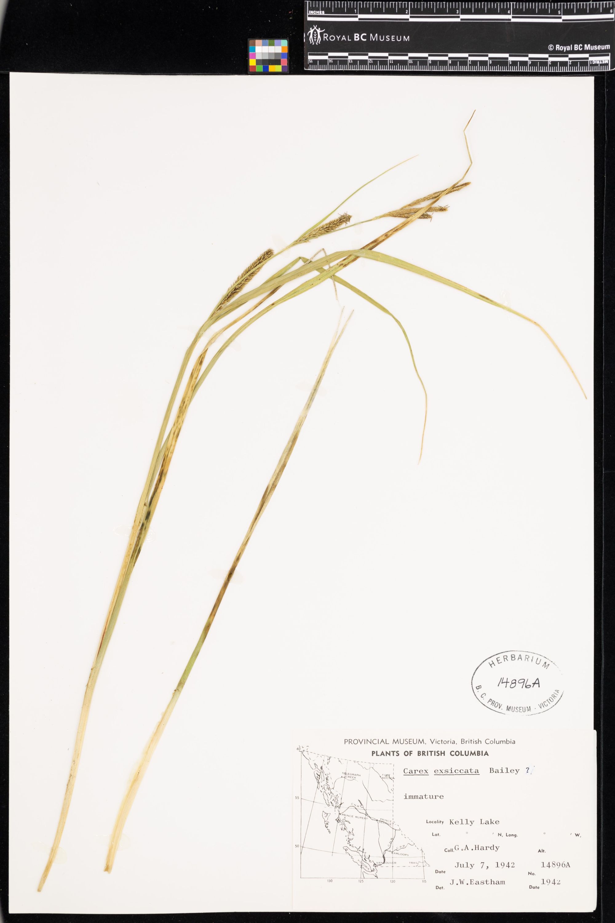 Image representing Carex exsiccata.