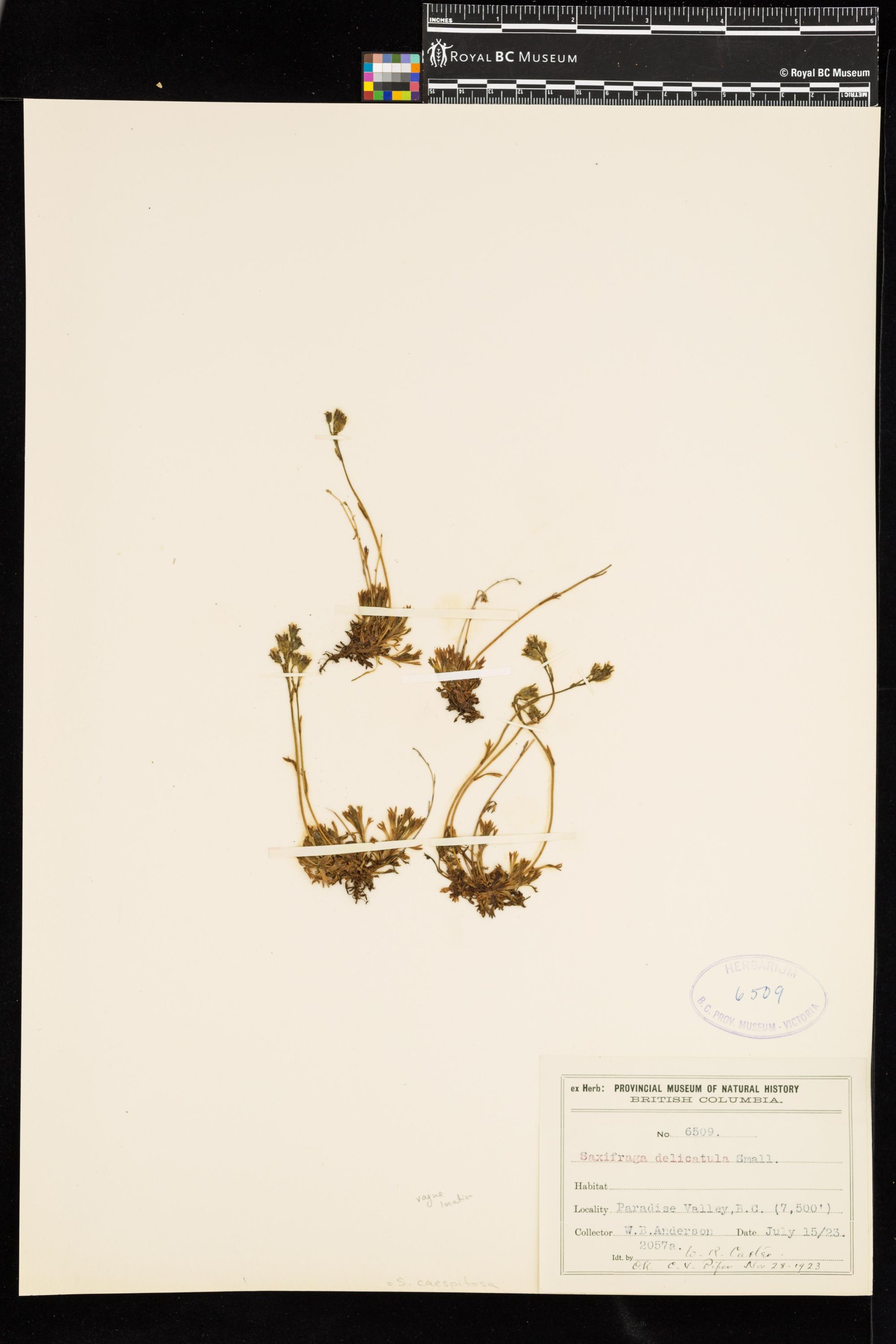 Image representing Saxifraga caespitosa.