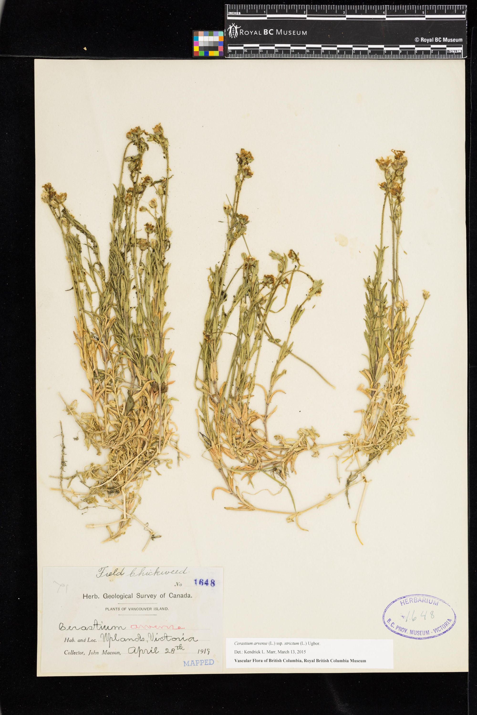 Image représentant Cerastium arvense ssp. strictum