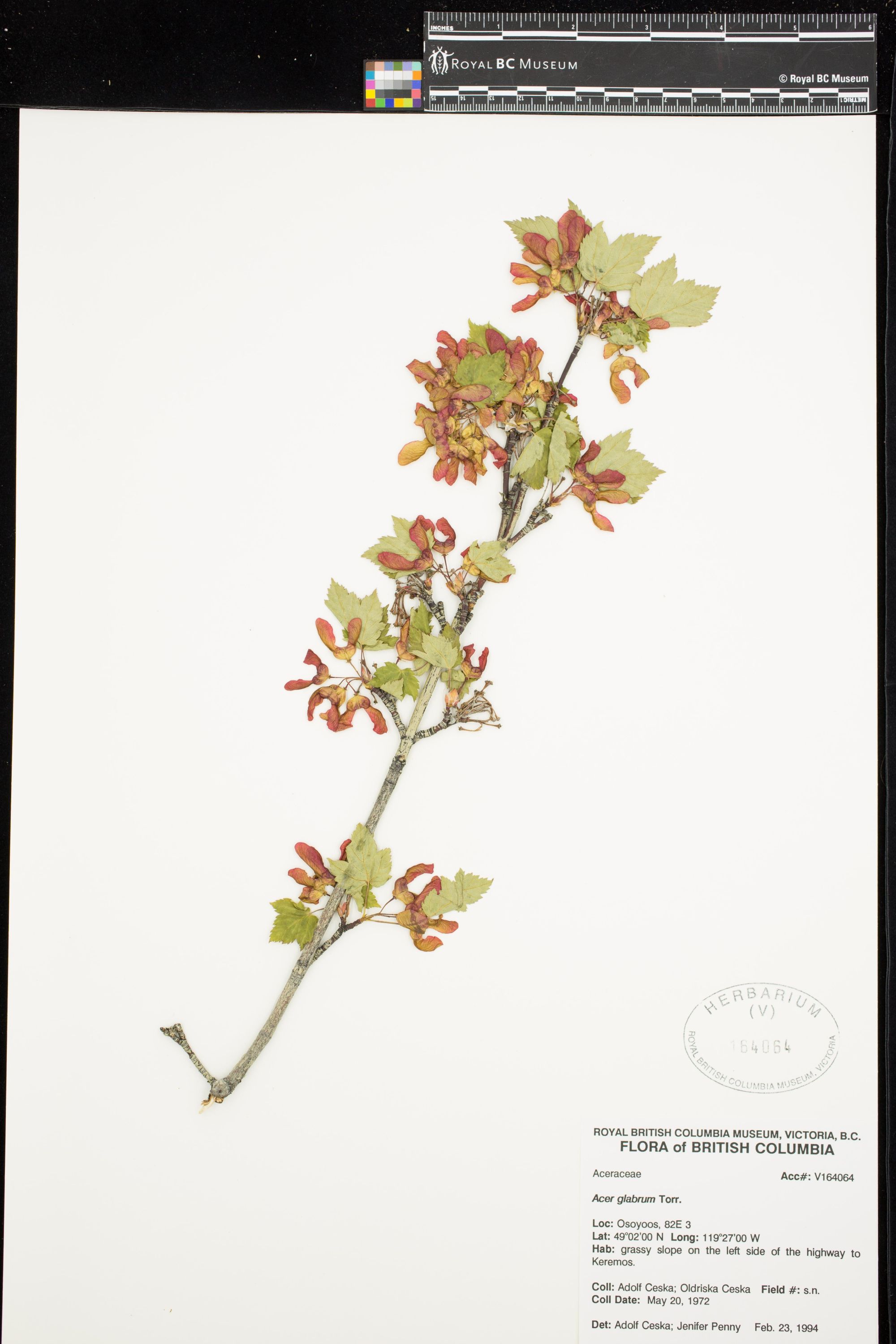 Image representing Acer glabrum.