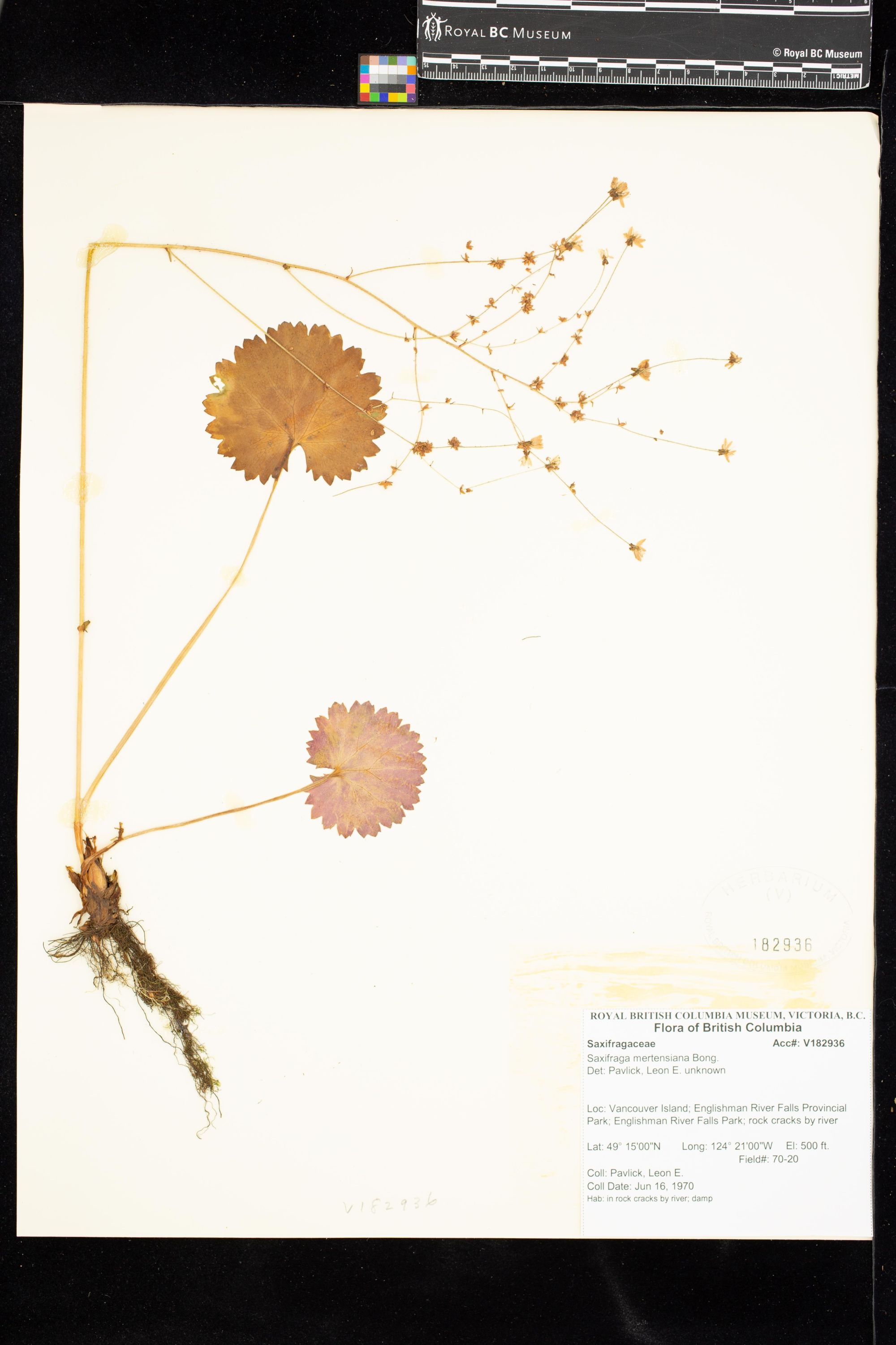 Image representing Saxifraga mertensiana.
