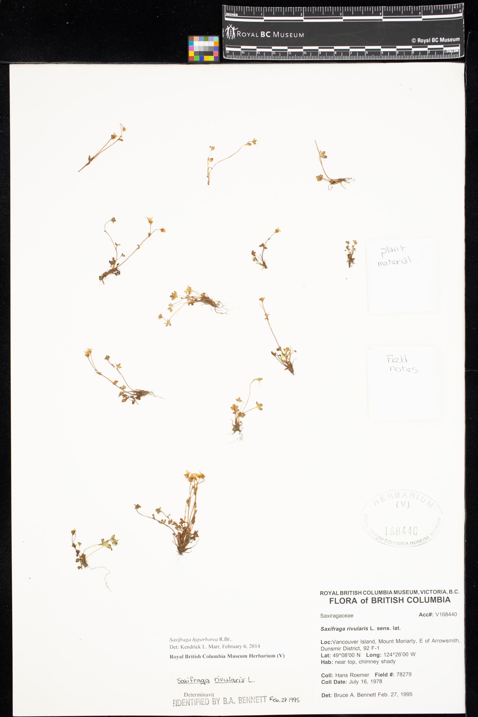 Image representing Saxifraga hyperborea.