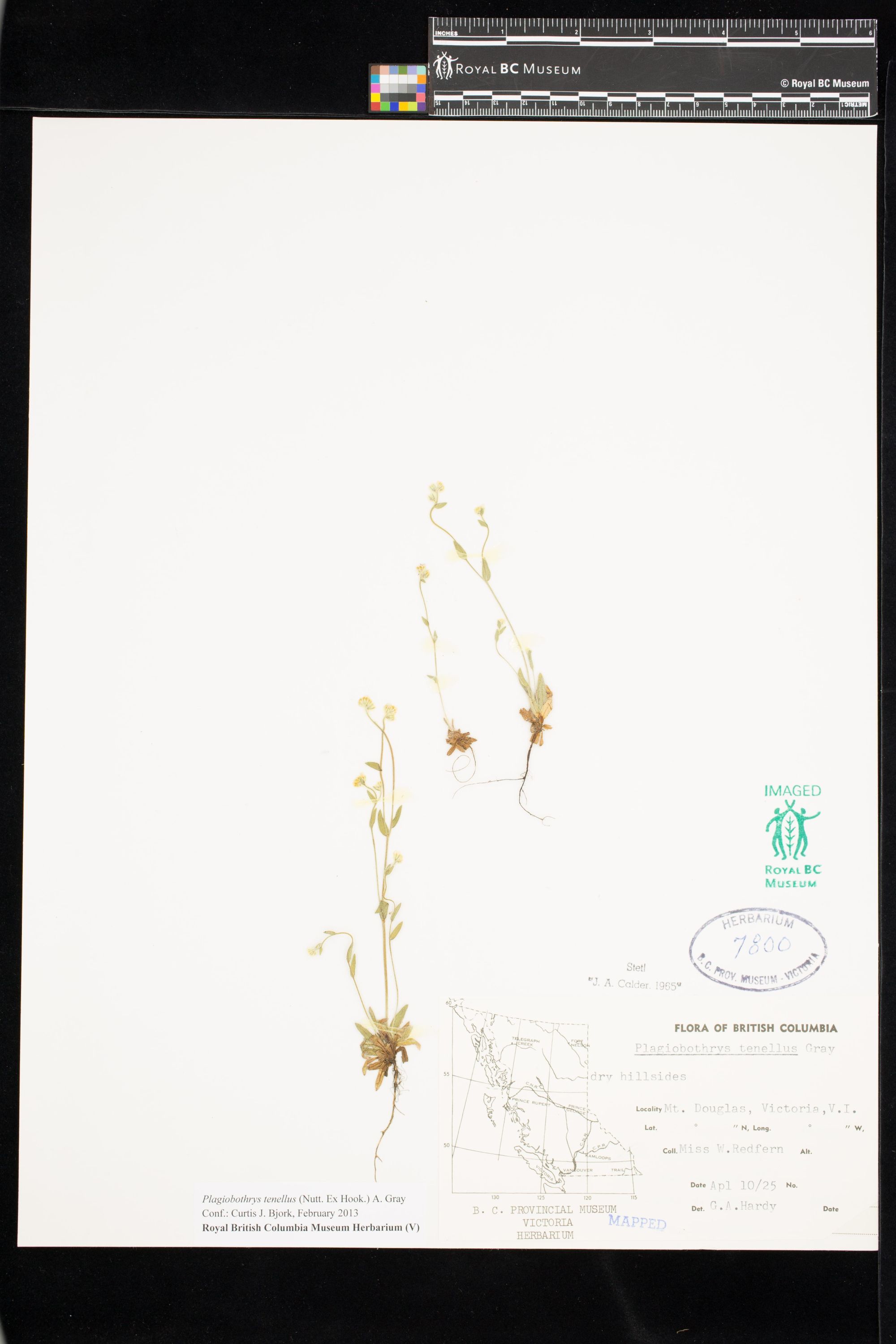 Image representing Plagiobothrys tenellus.