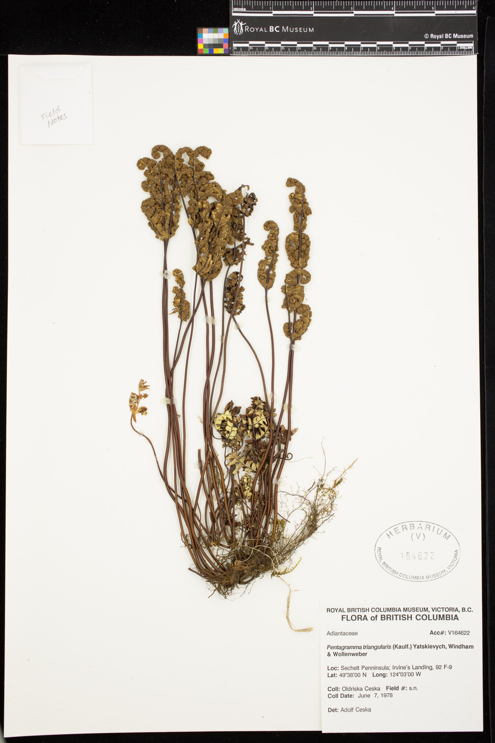 Image representing Pentagramma triangularis.