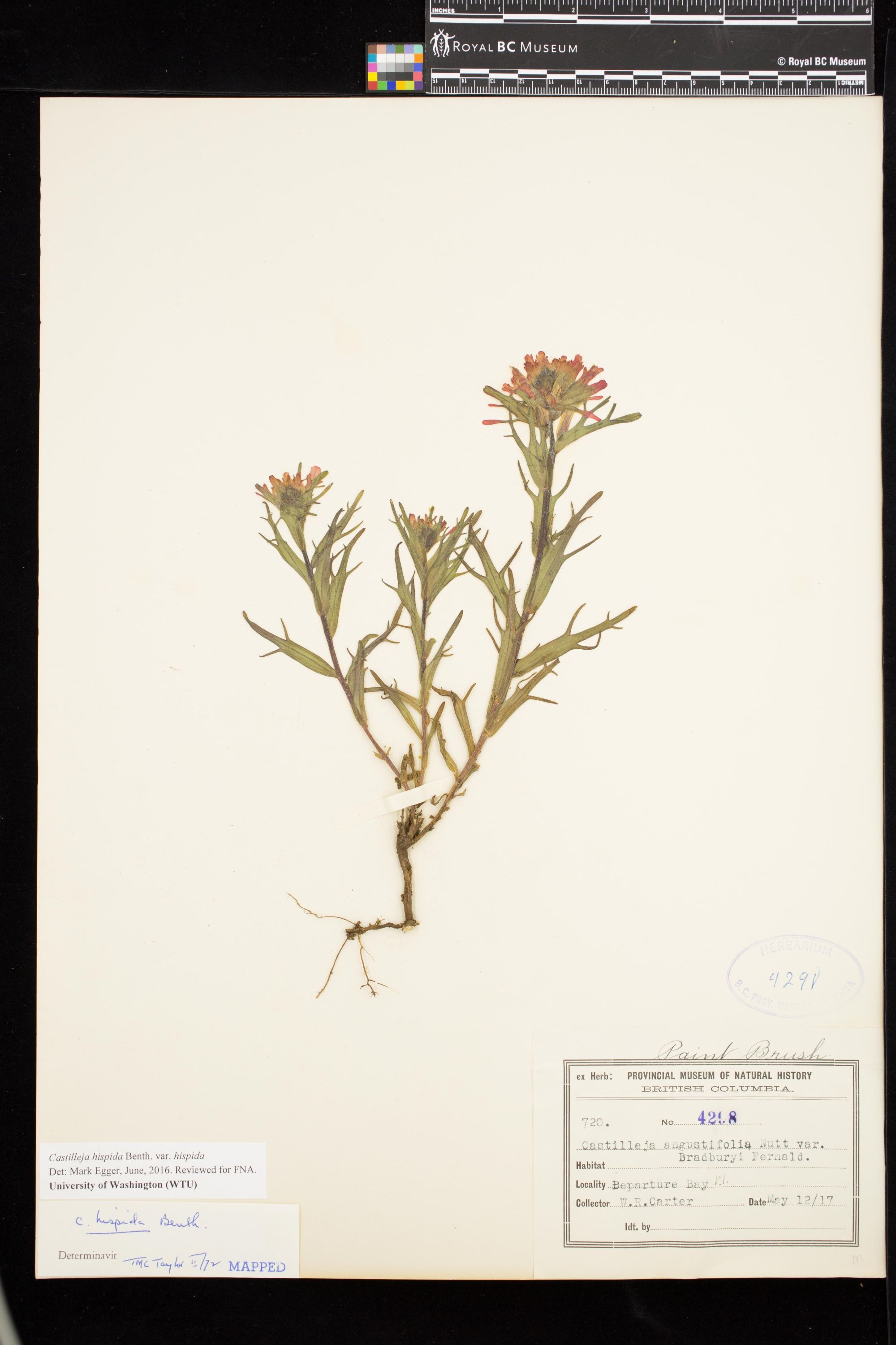 Image representing Castilleja hispida var. hispida.