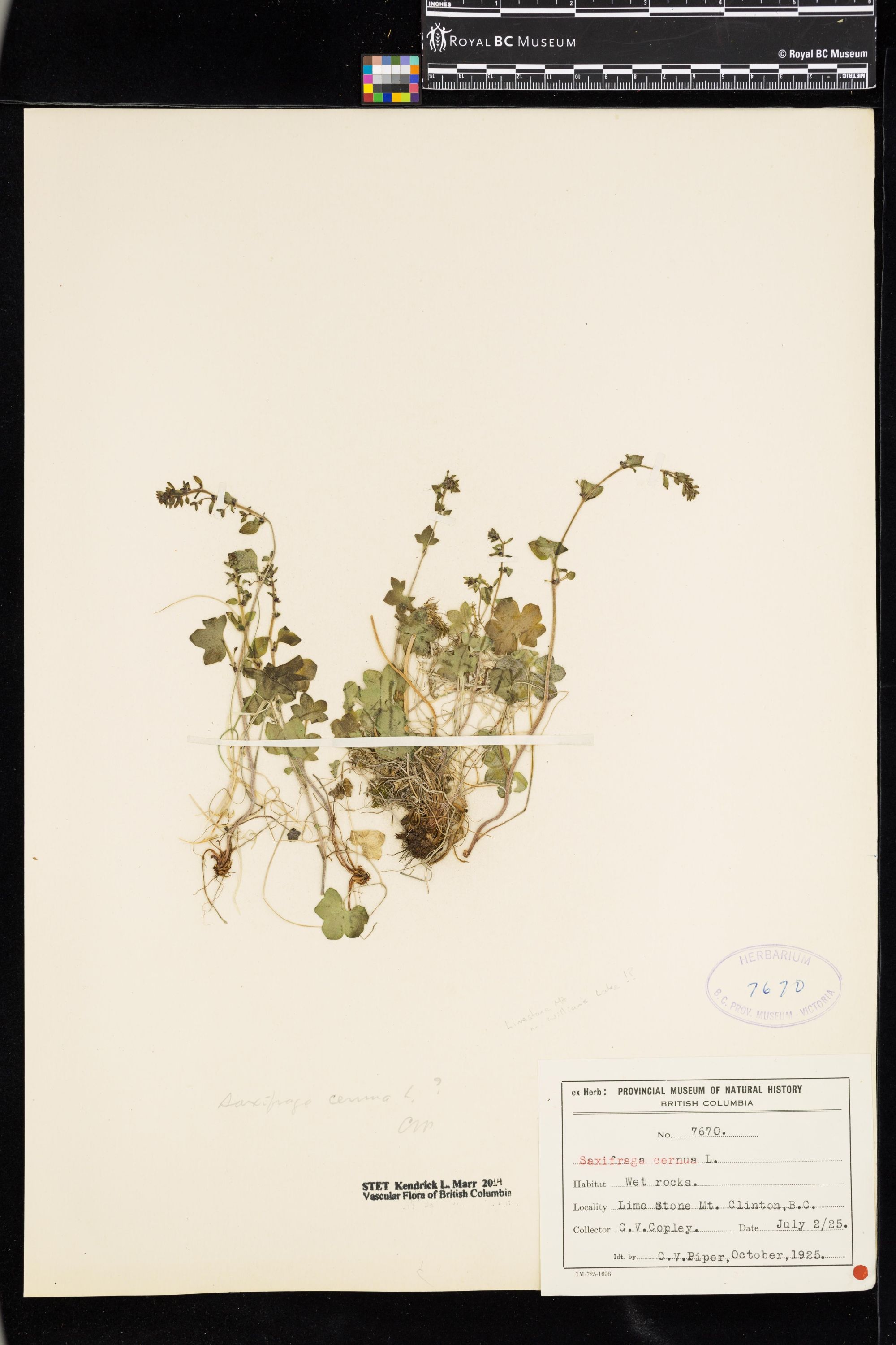 Image representing Saxifraga cernua.