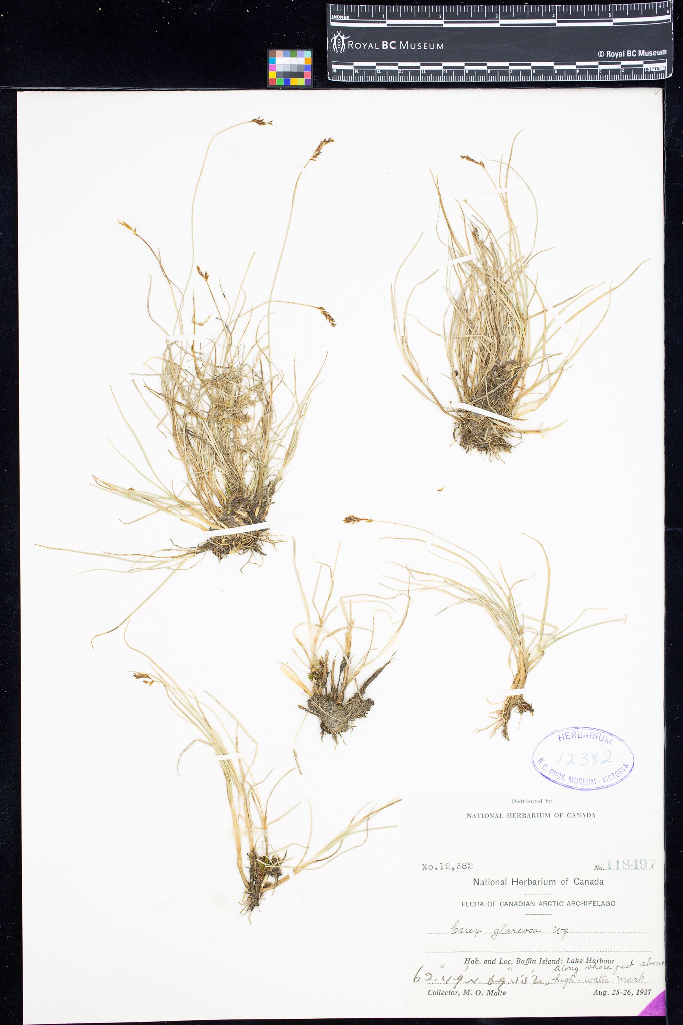Image representing Carex glareosa.