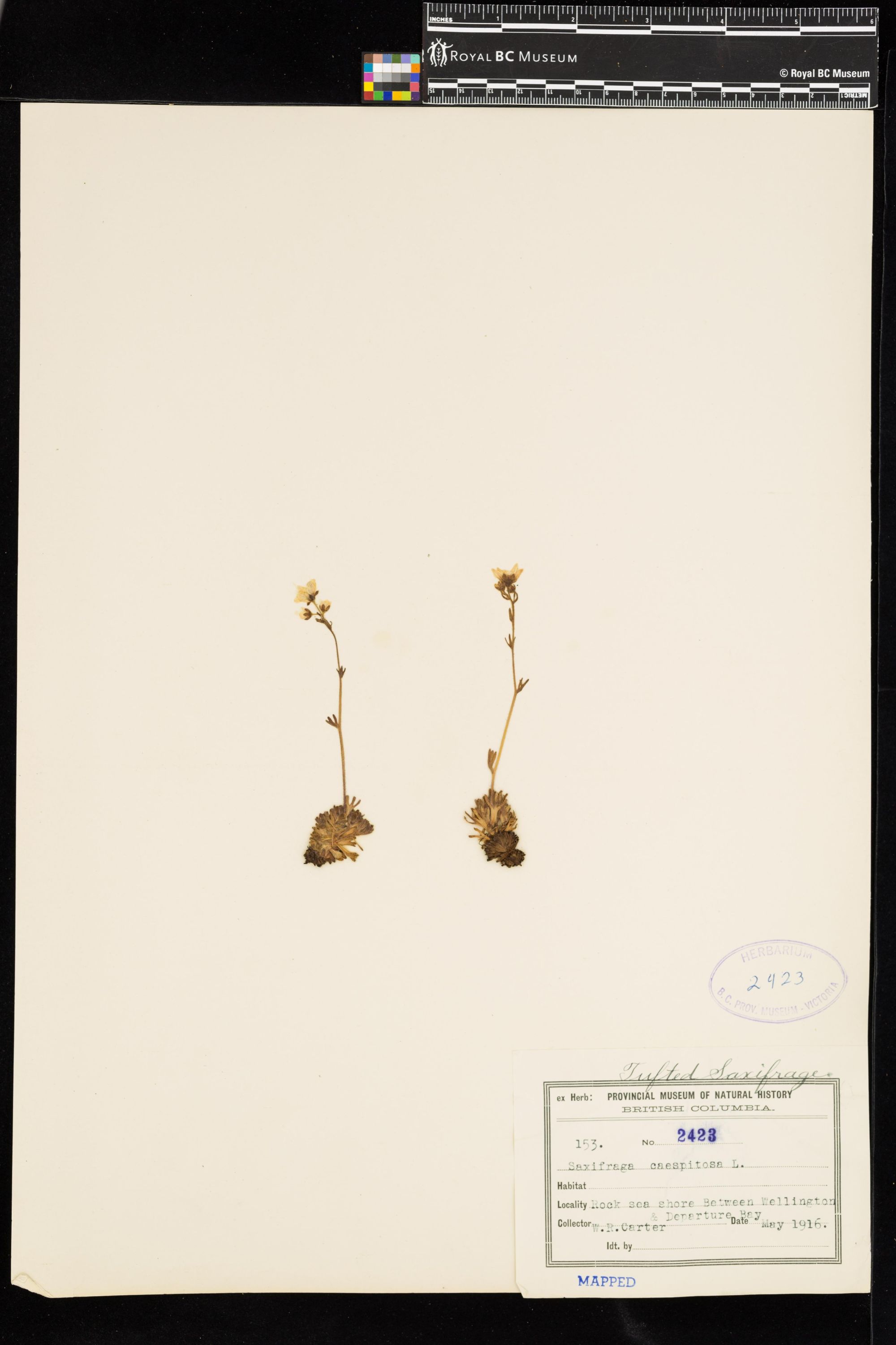 Image representing Saxifraga caespitosa.