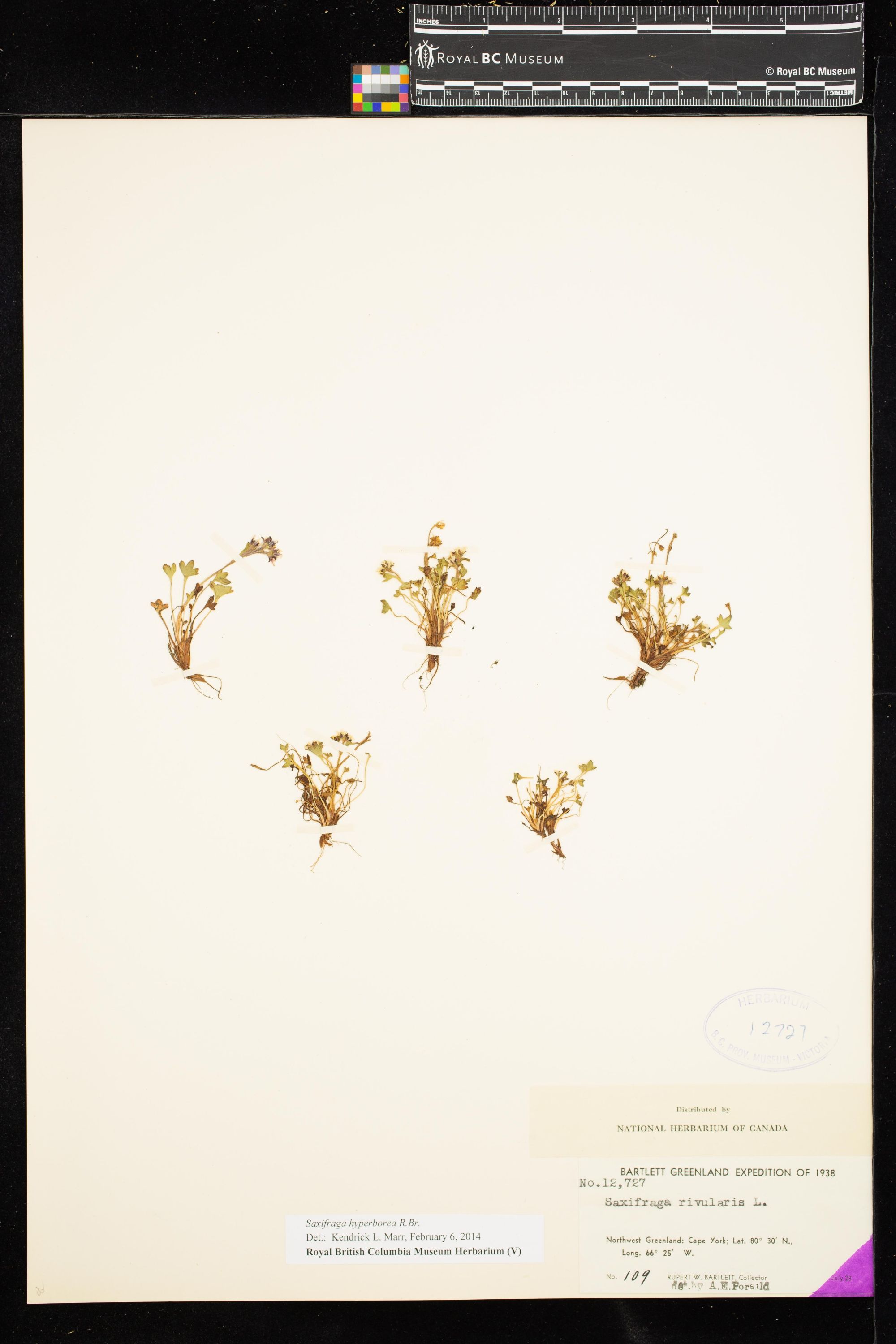 Image representing Saxifraga hyperborea.