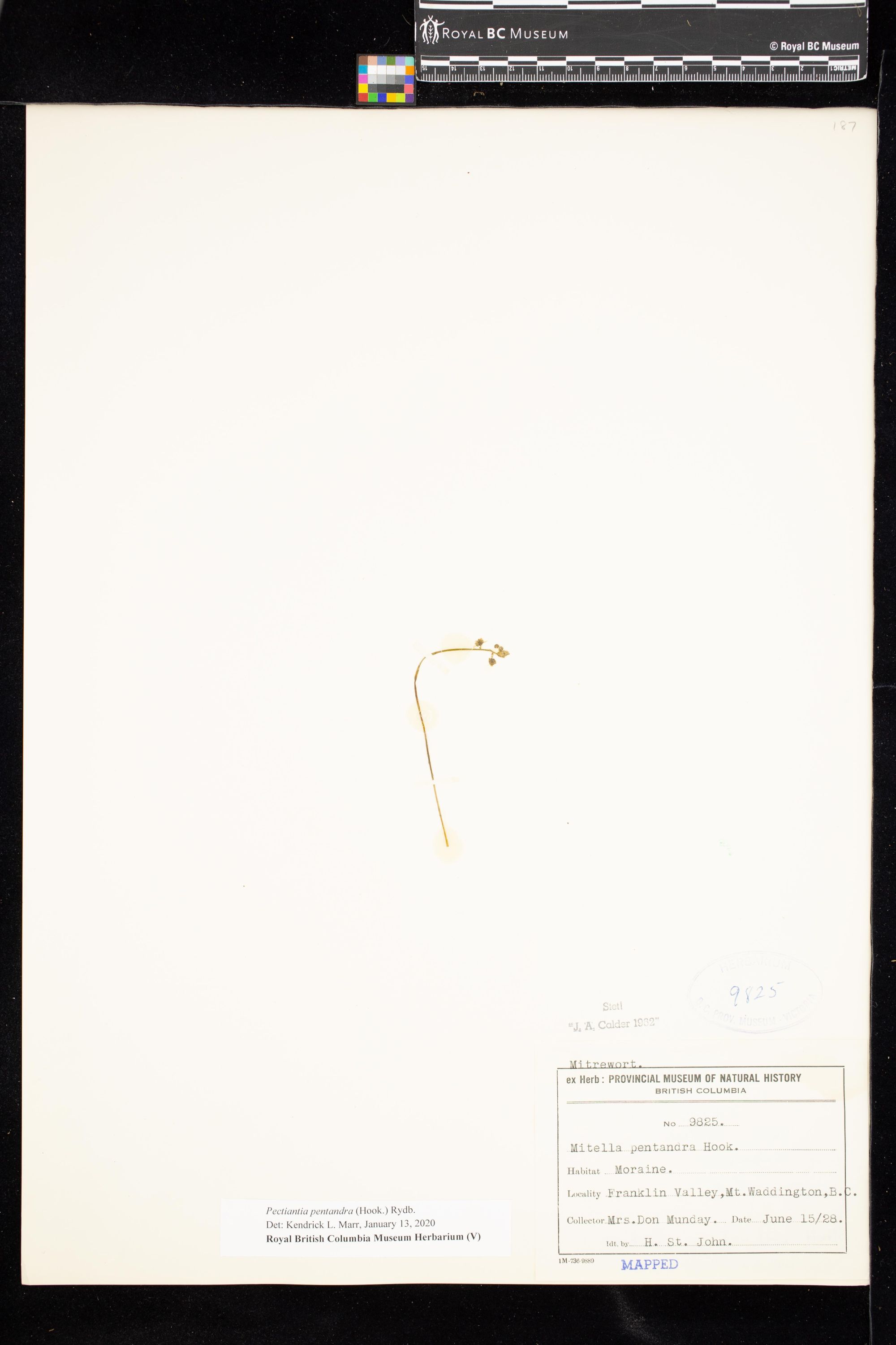 Image representing Pectiantia pentandra.