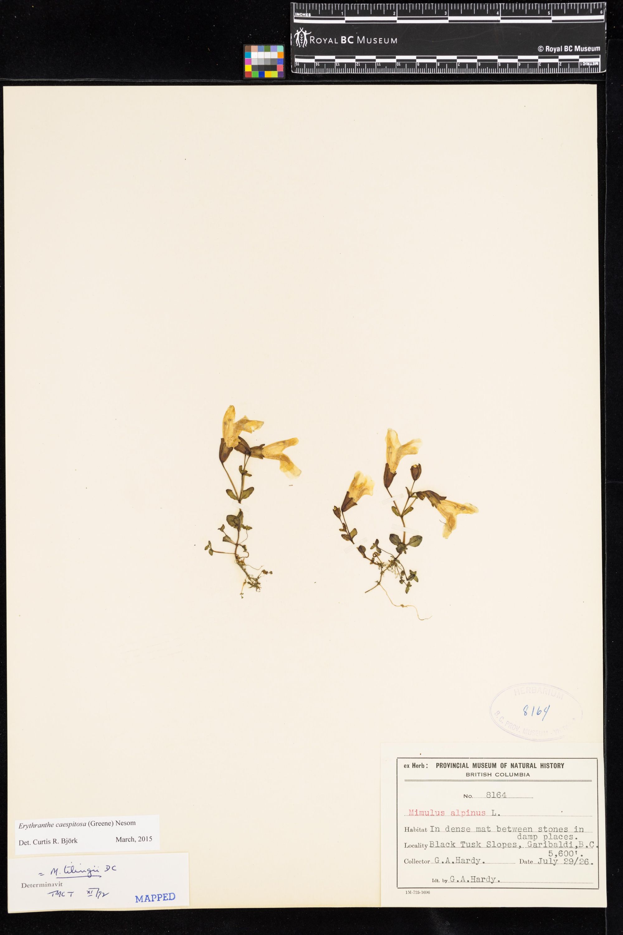 Image representing Erythranthe caespitosa.