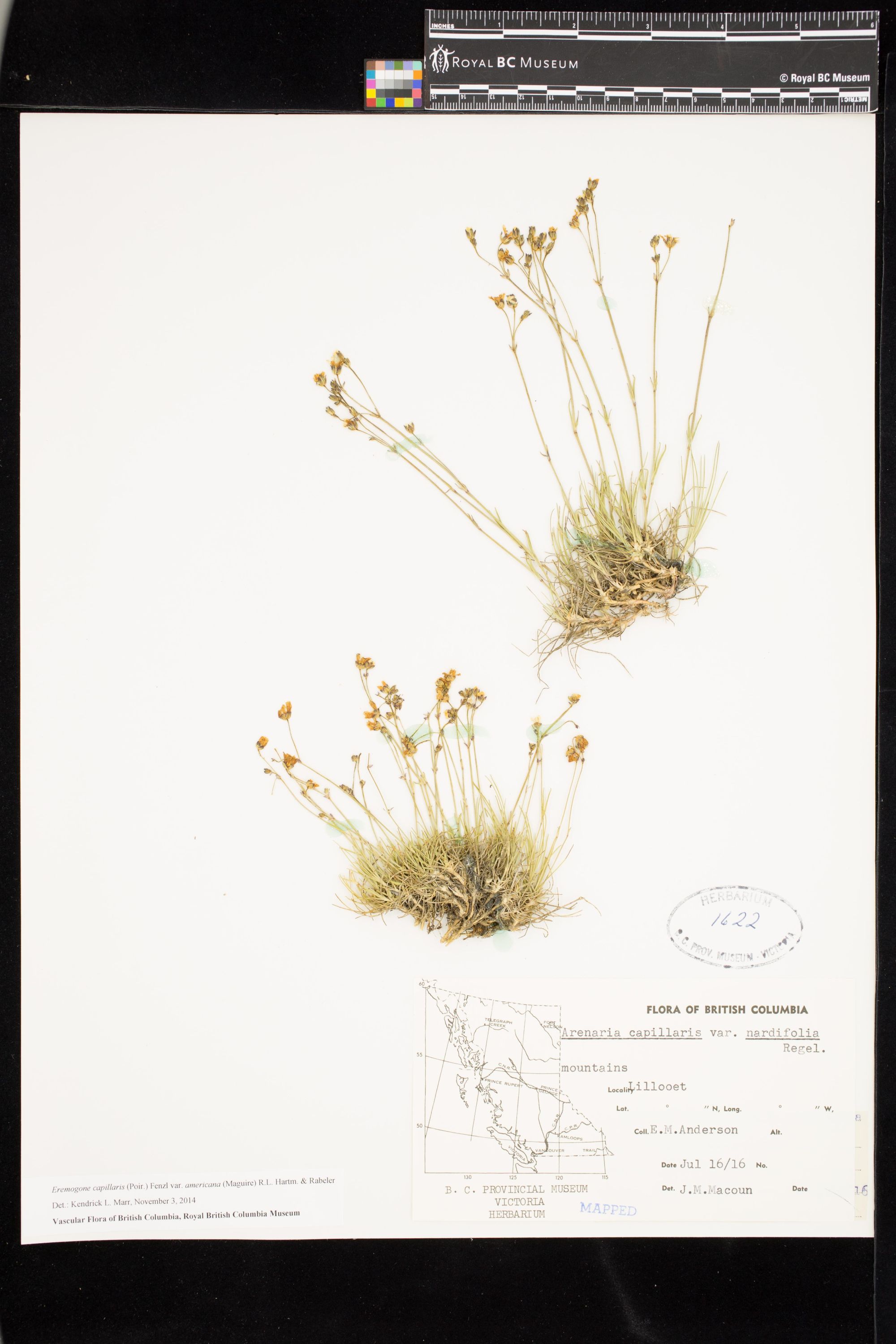 Image représentant Eremogone capillaris var. americana