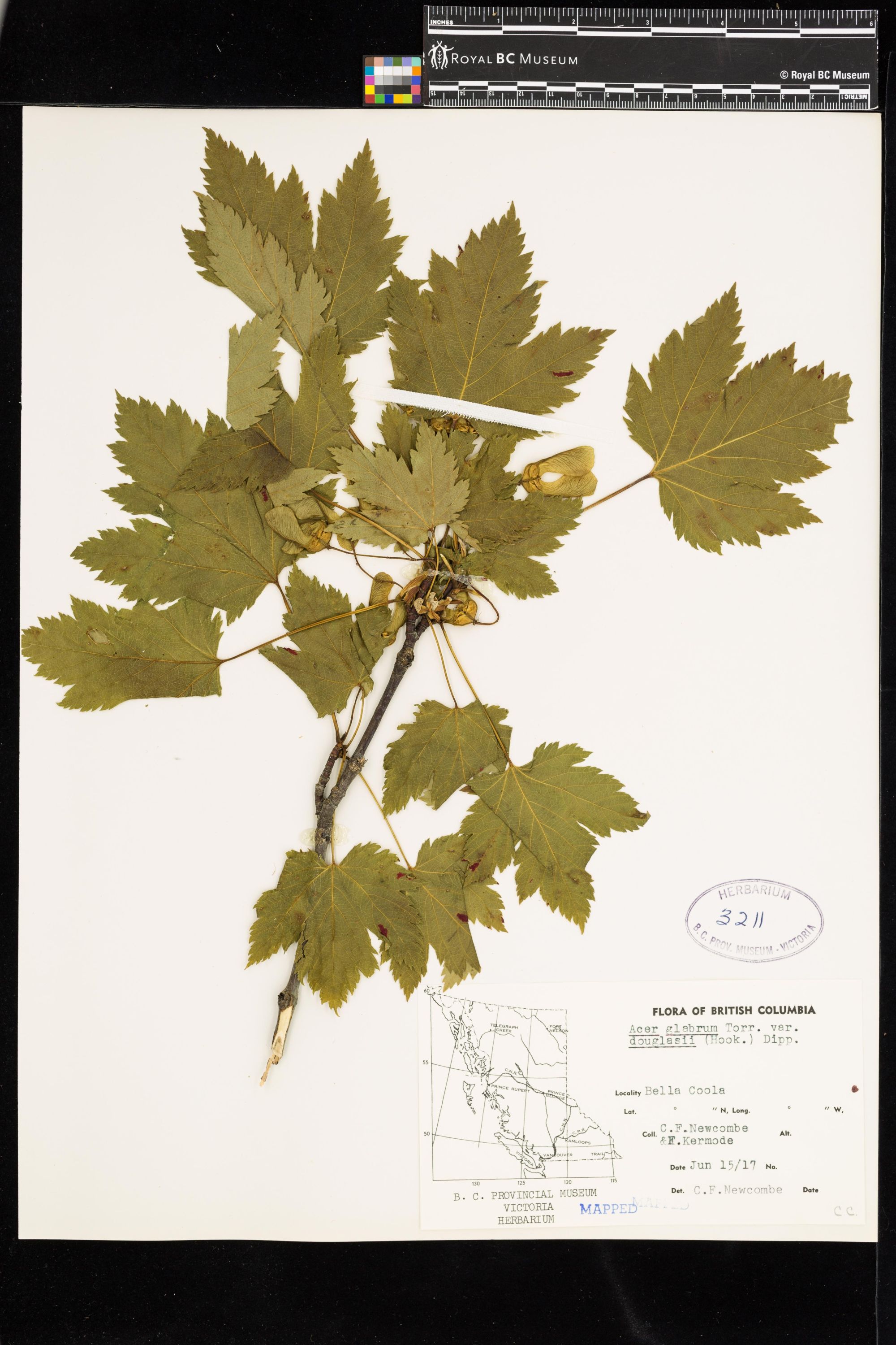 Image representing Acer glabrum var. douglasii.