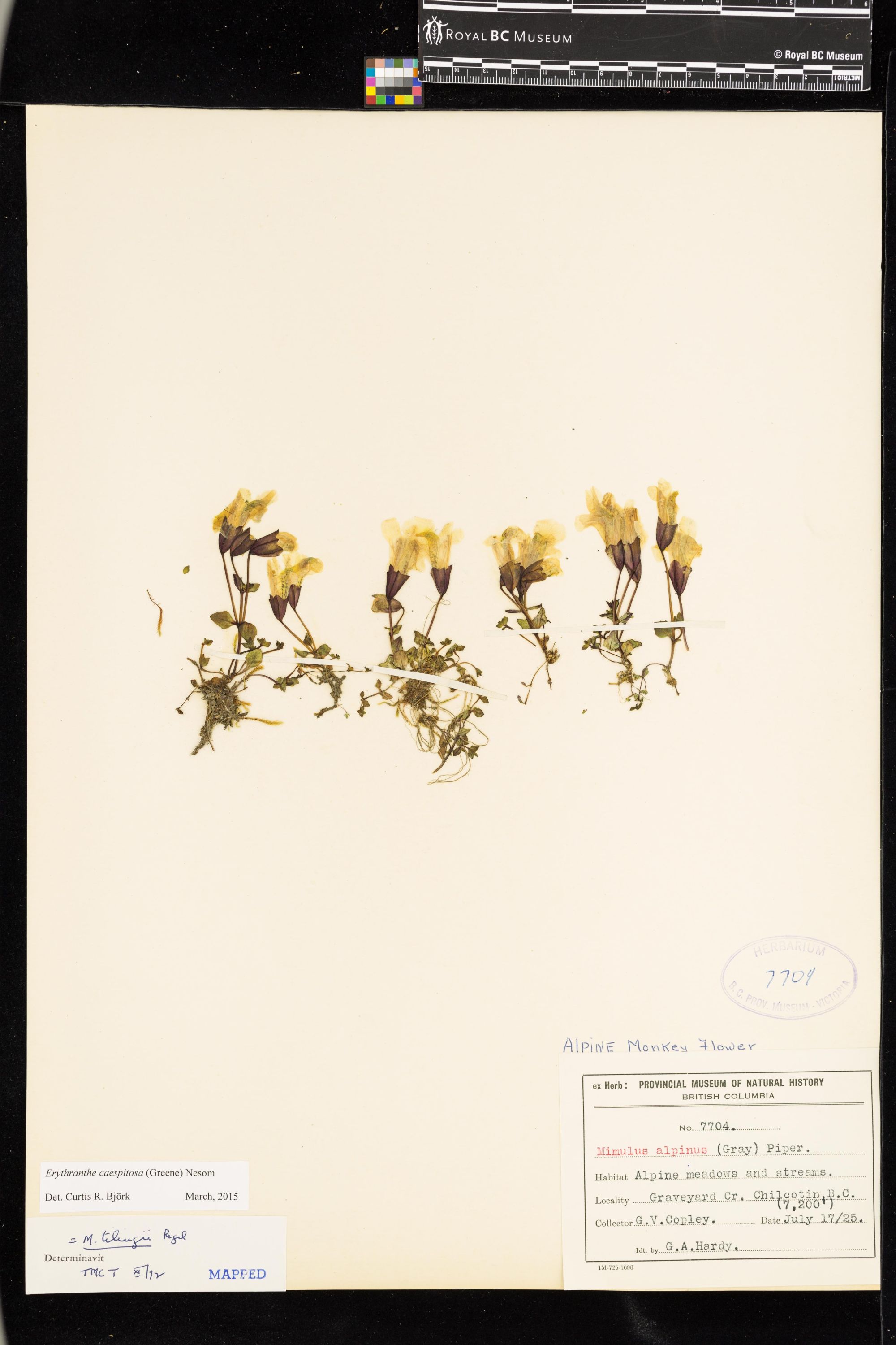 Image representing Erythranthe caespitosa.