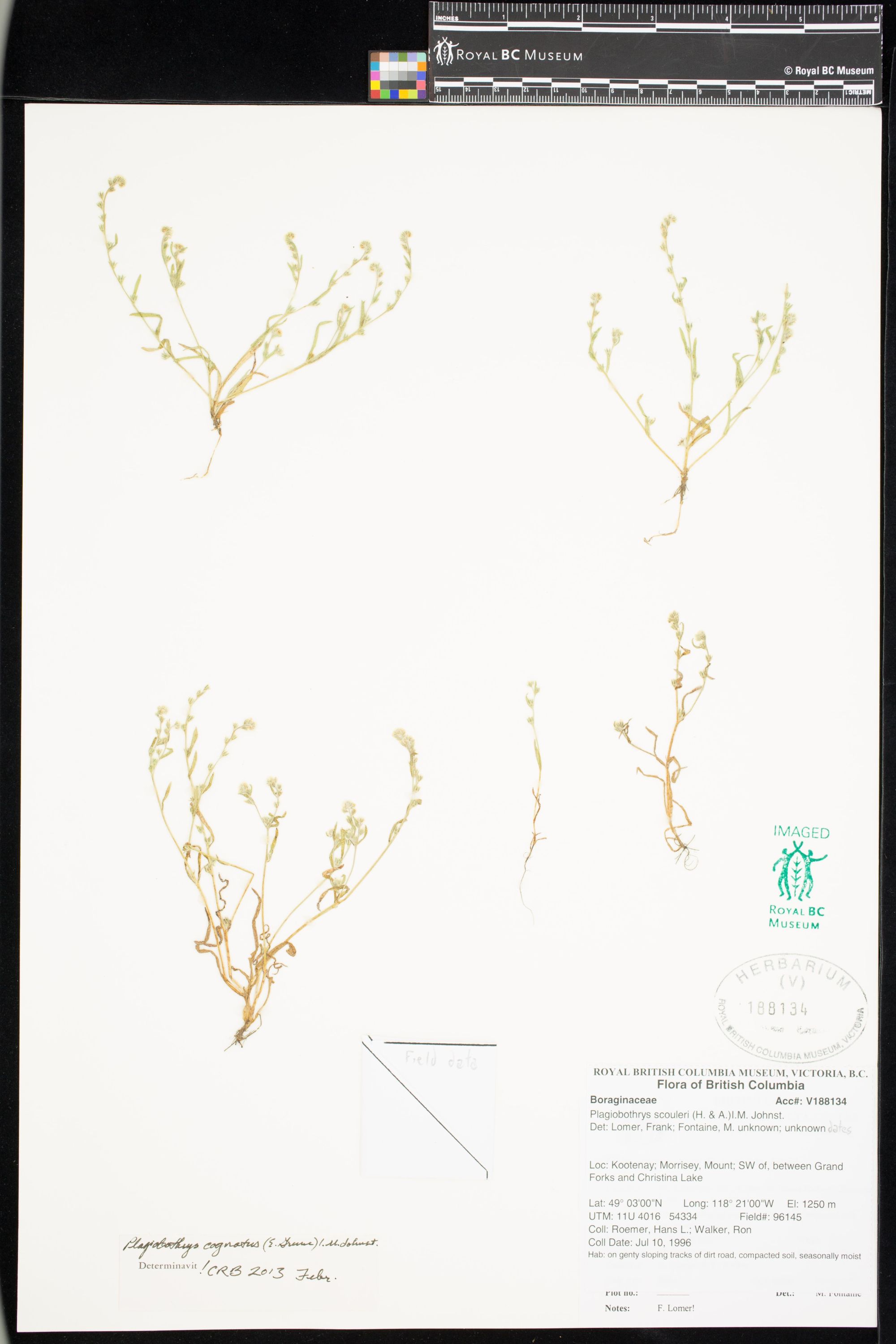 Image representing Plagiobothrys cognatus.