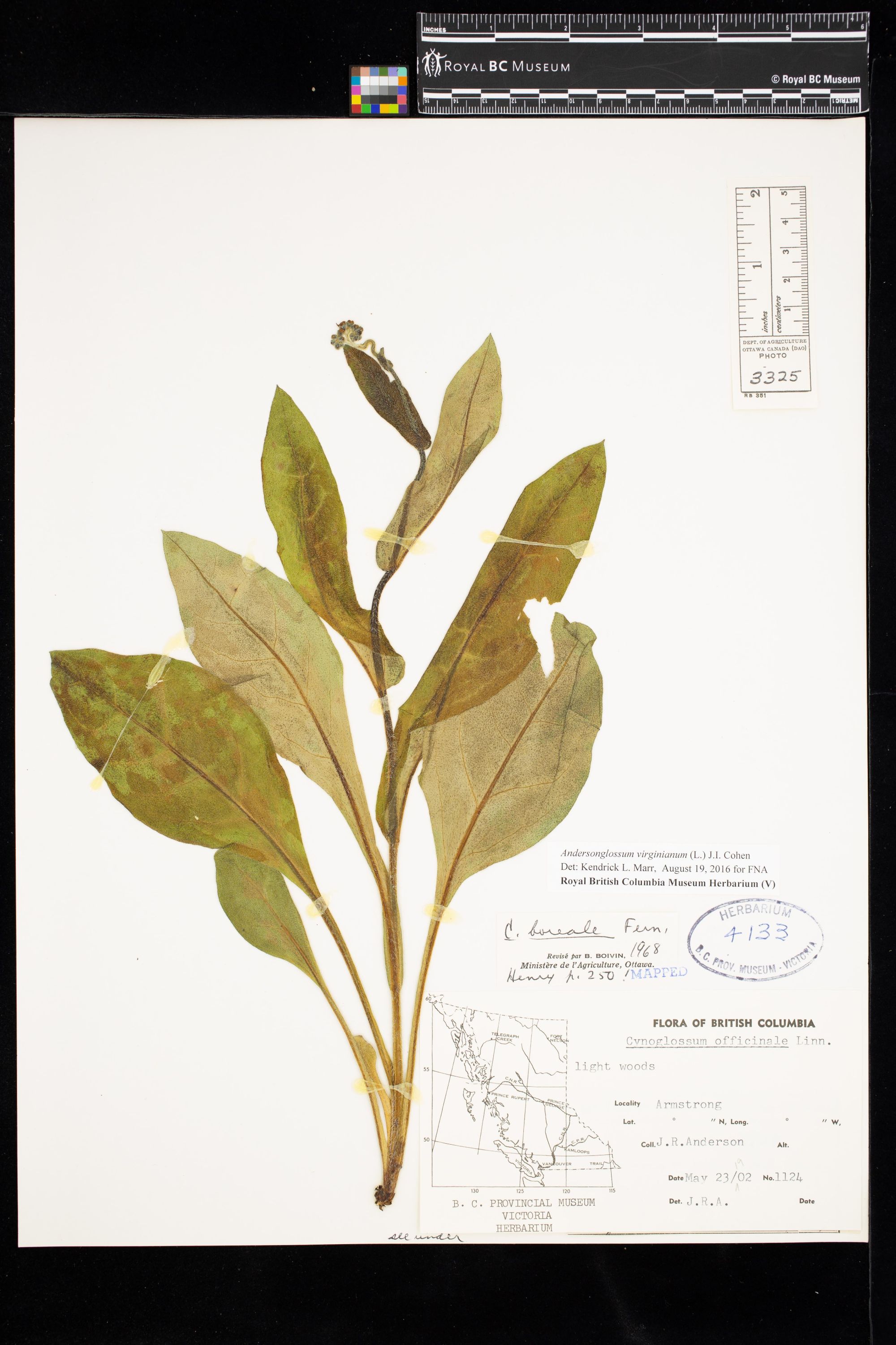 Image representing Andersonglossum virginianum.