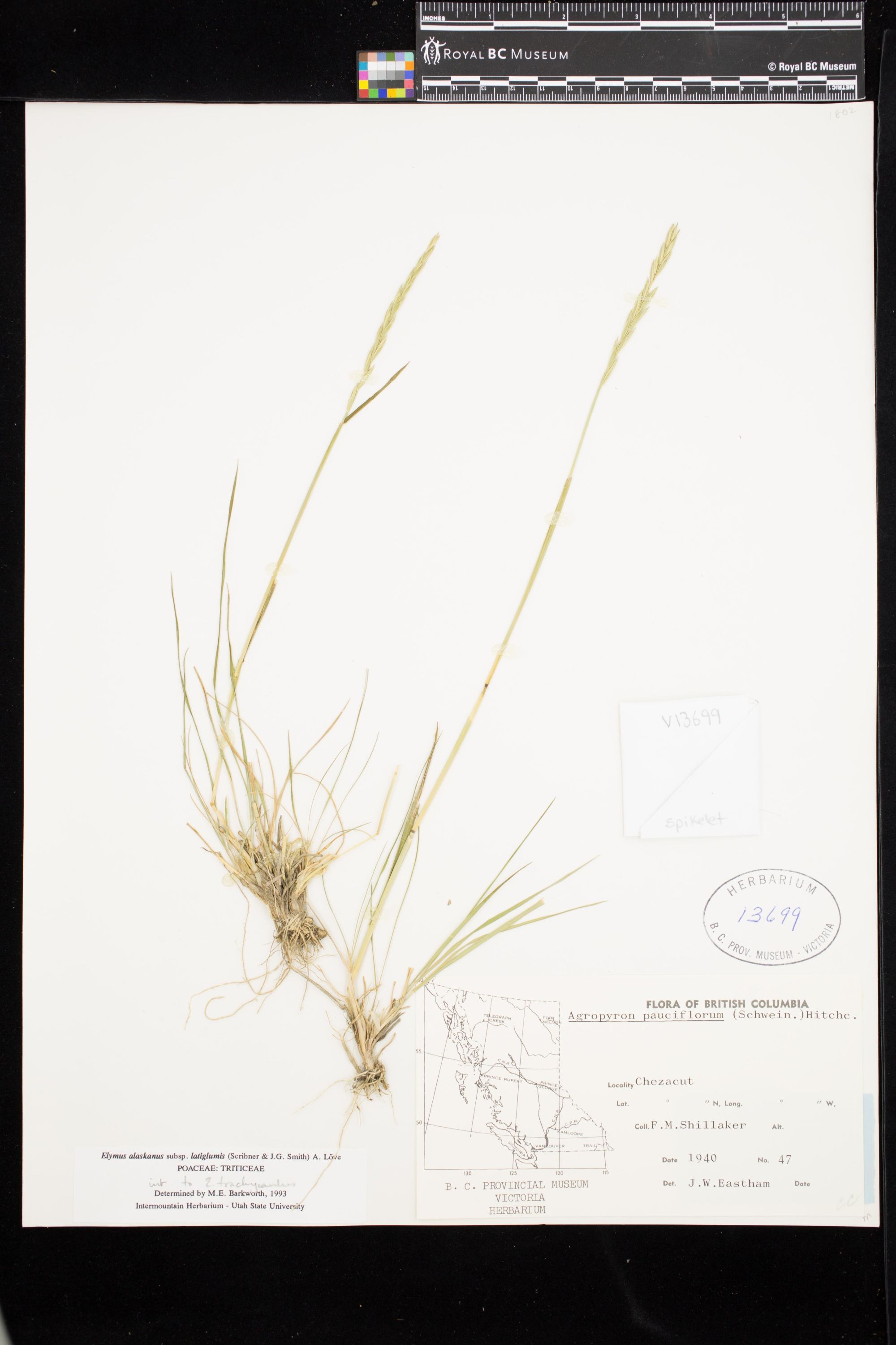 Image representing Elymus alaskanus ssp. latiglumis.