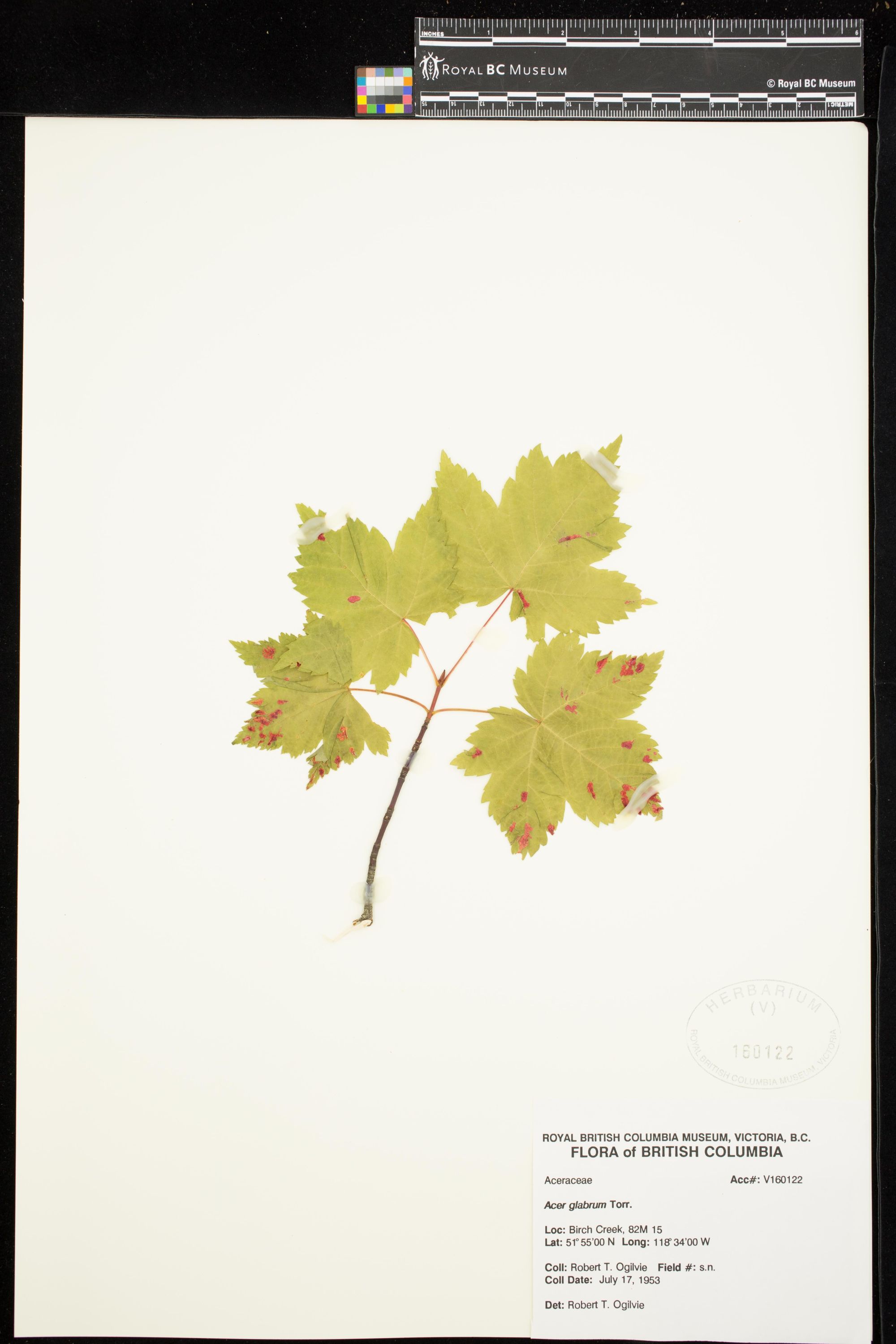Image representing Acer glabrum.