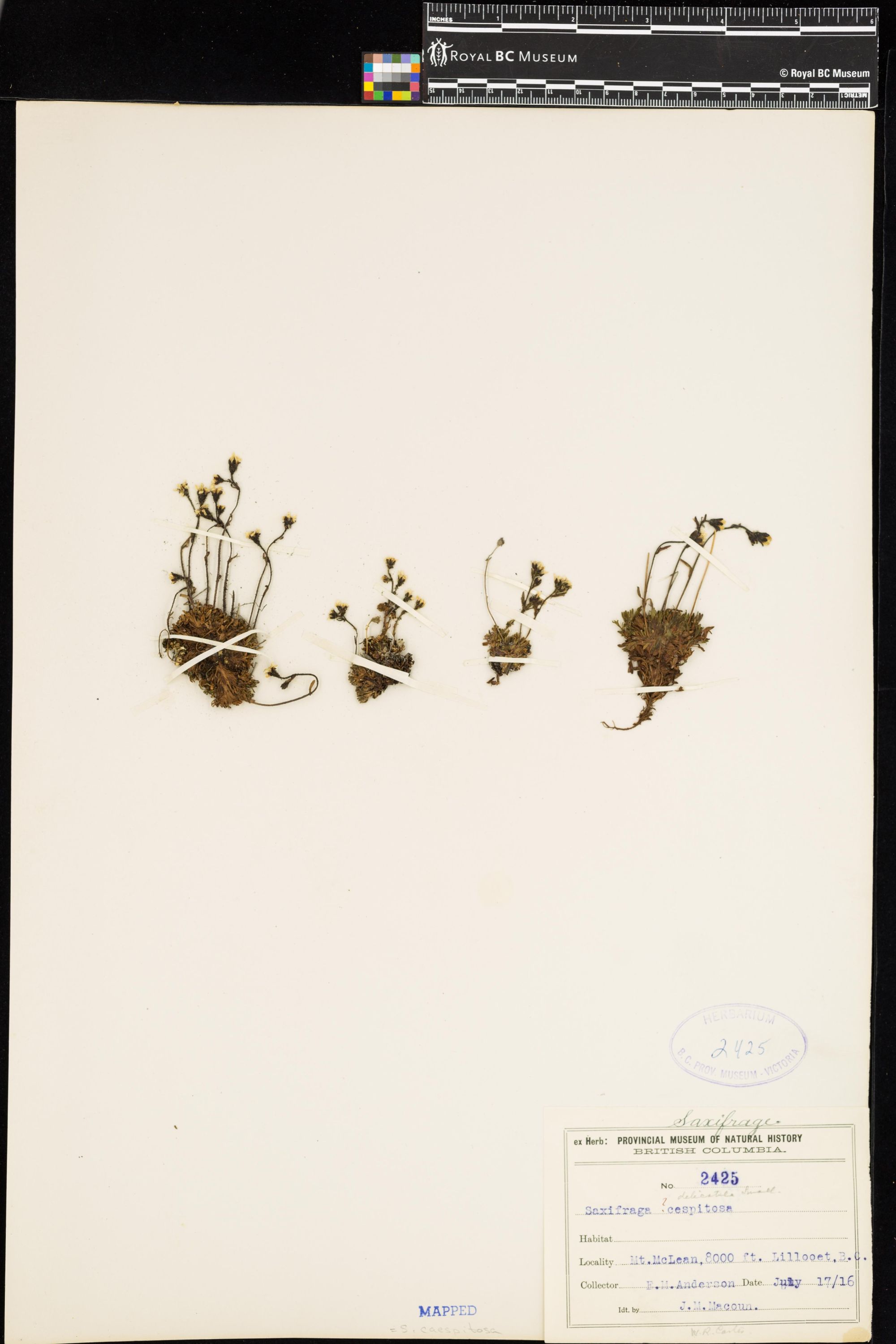 Image representing Saxifraga caespitosa.