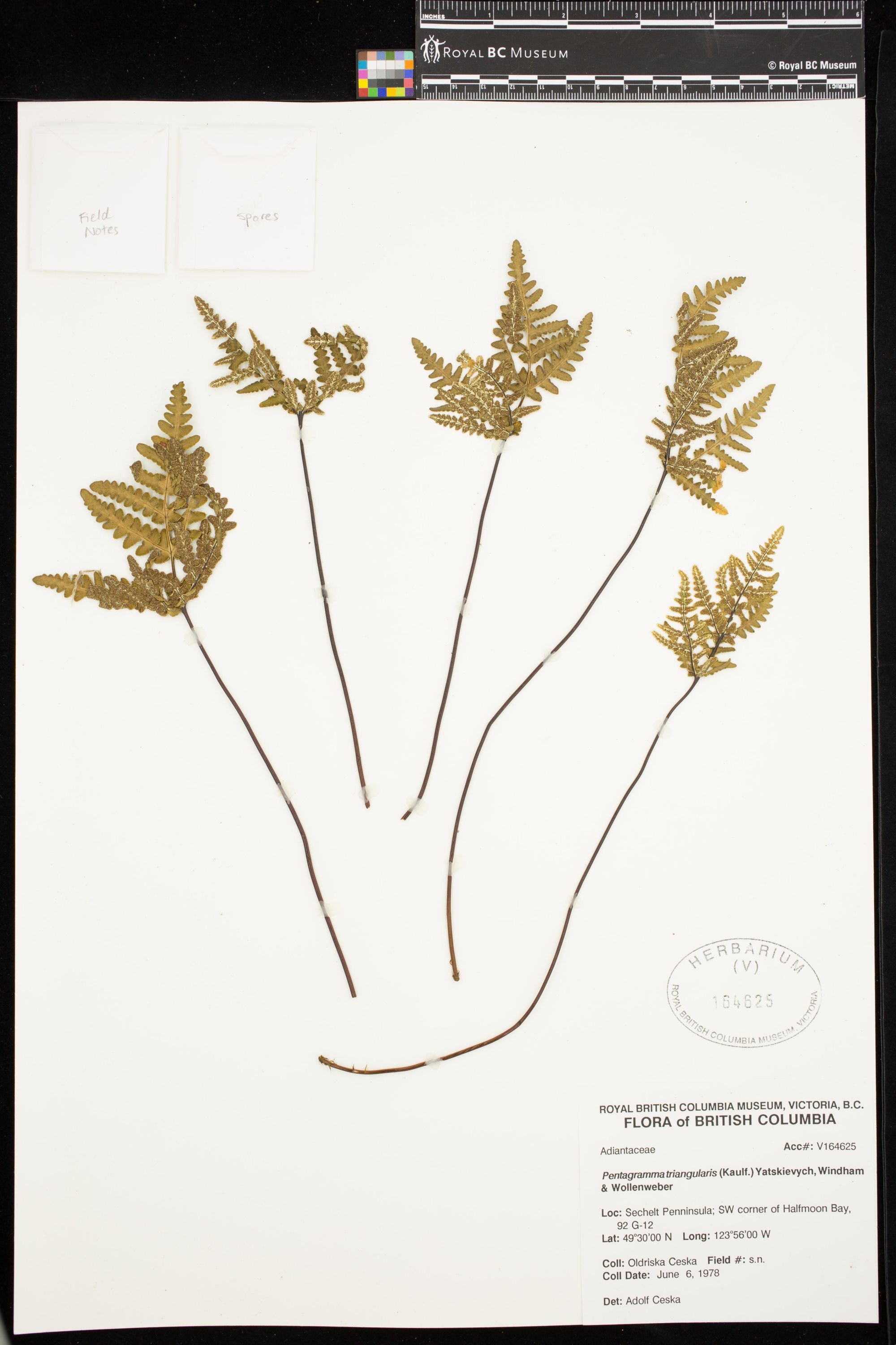 Image representing Pentagramma triangularis.