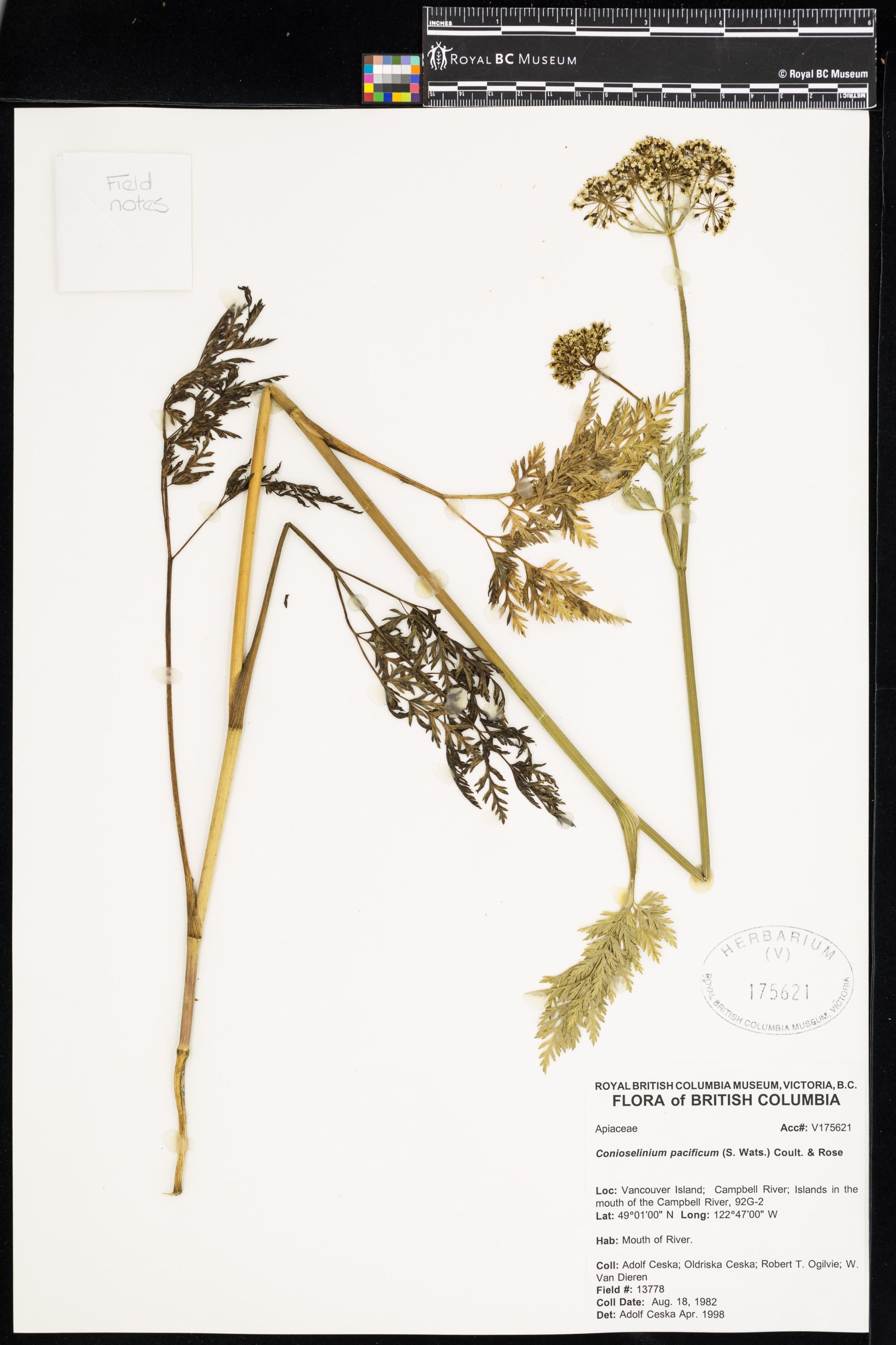 Image representing Conioselinum pacificum.