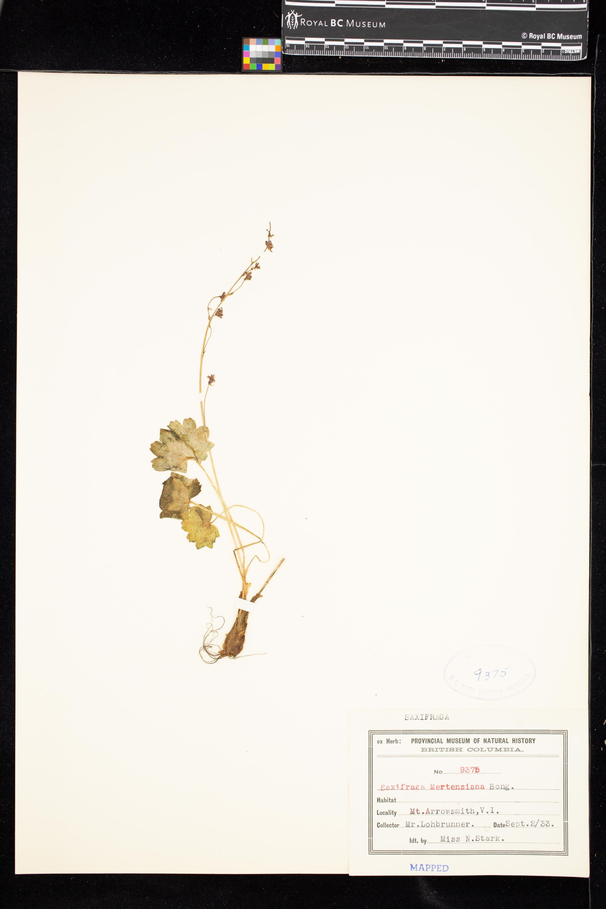 Image representing Saxifraga mertensiana.