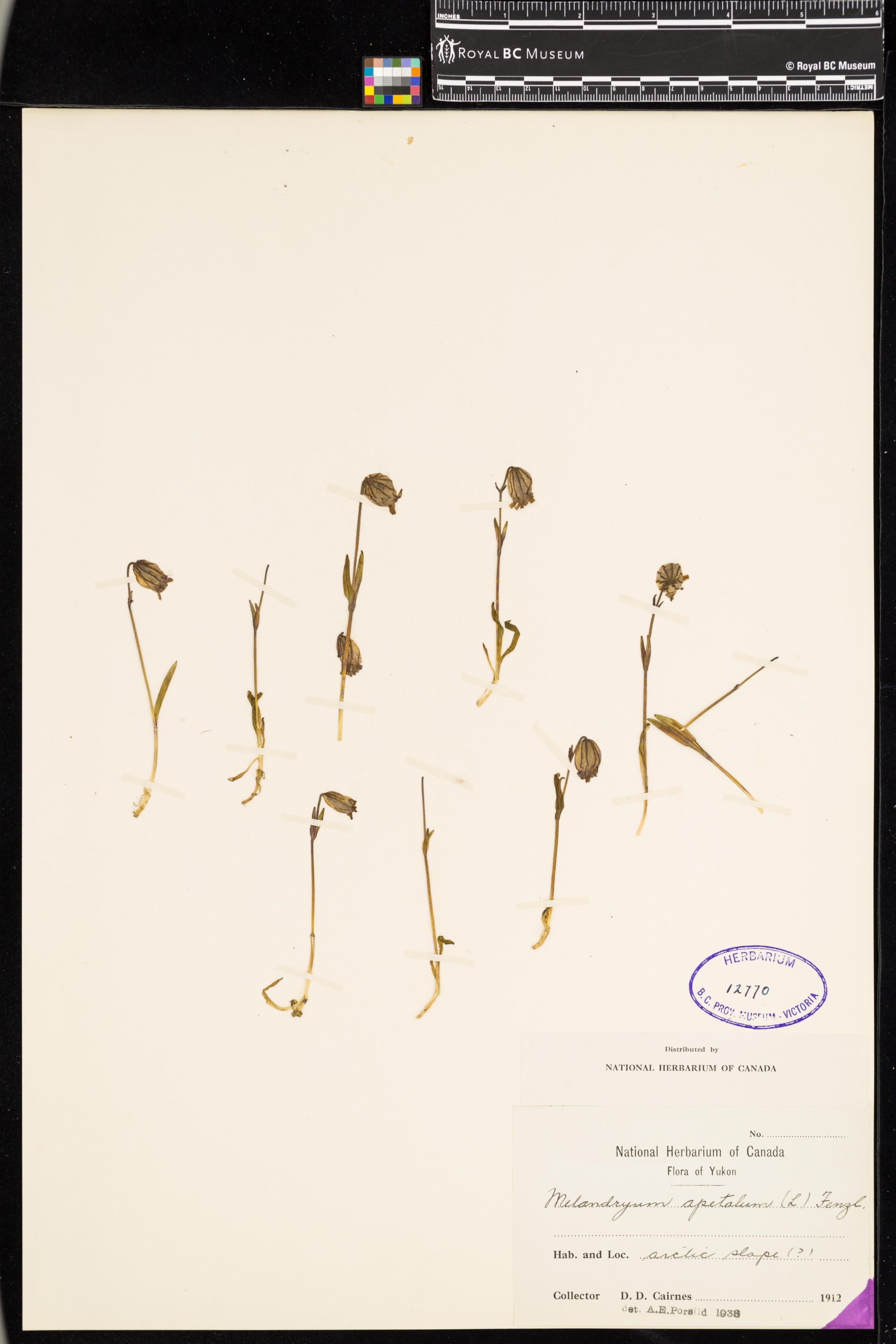 Image representing Silene uralensis ssp. uralensis.