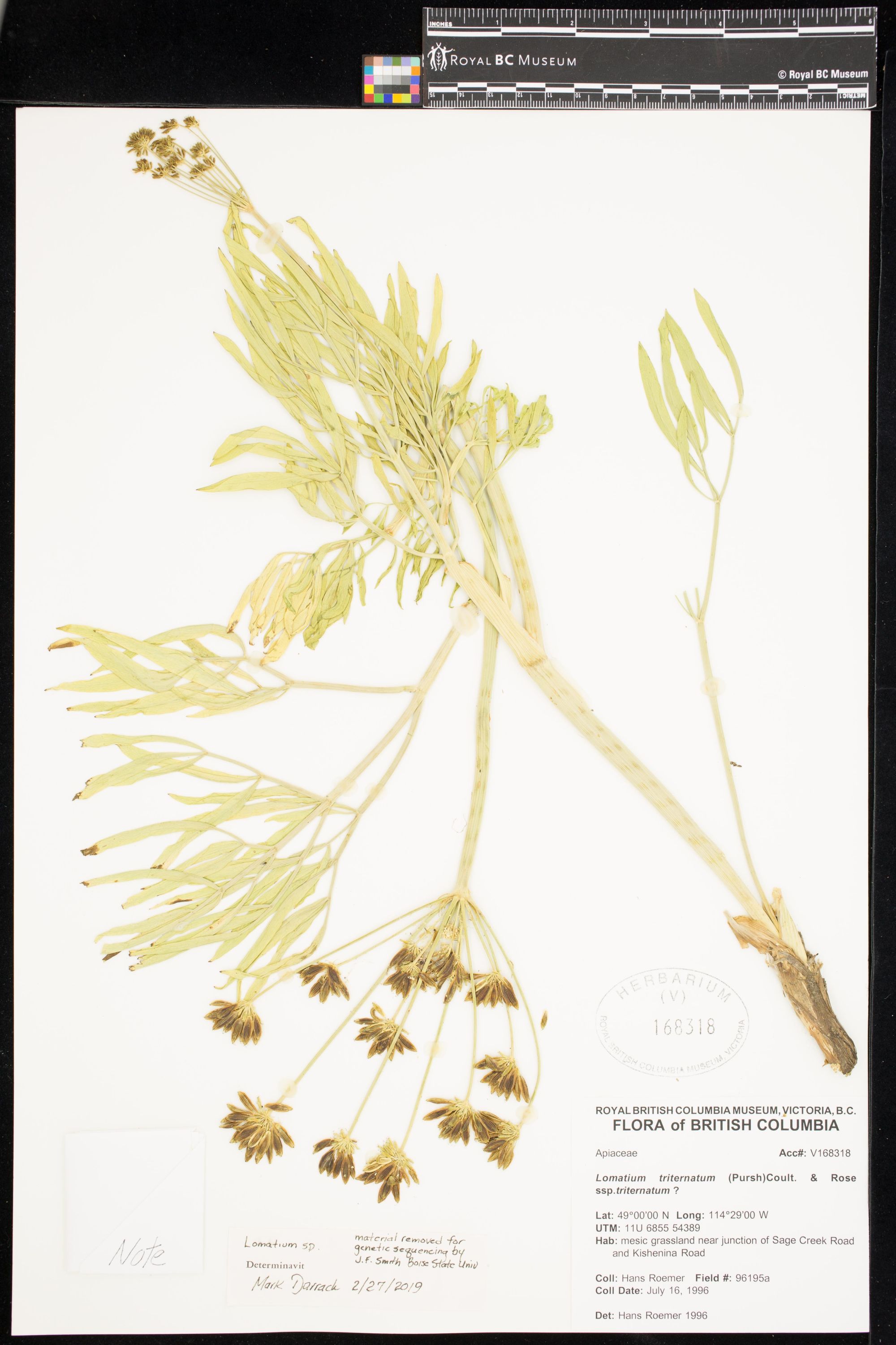 Image representing Lomatium.