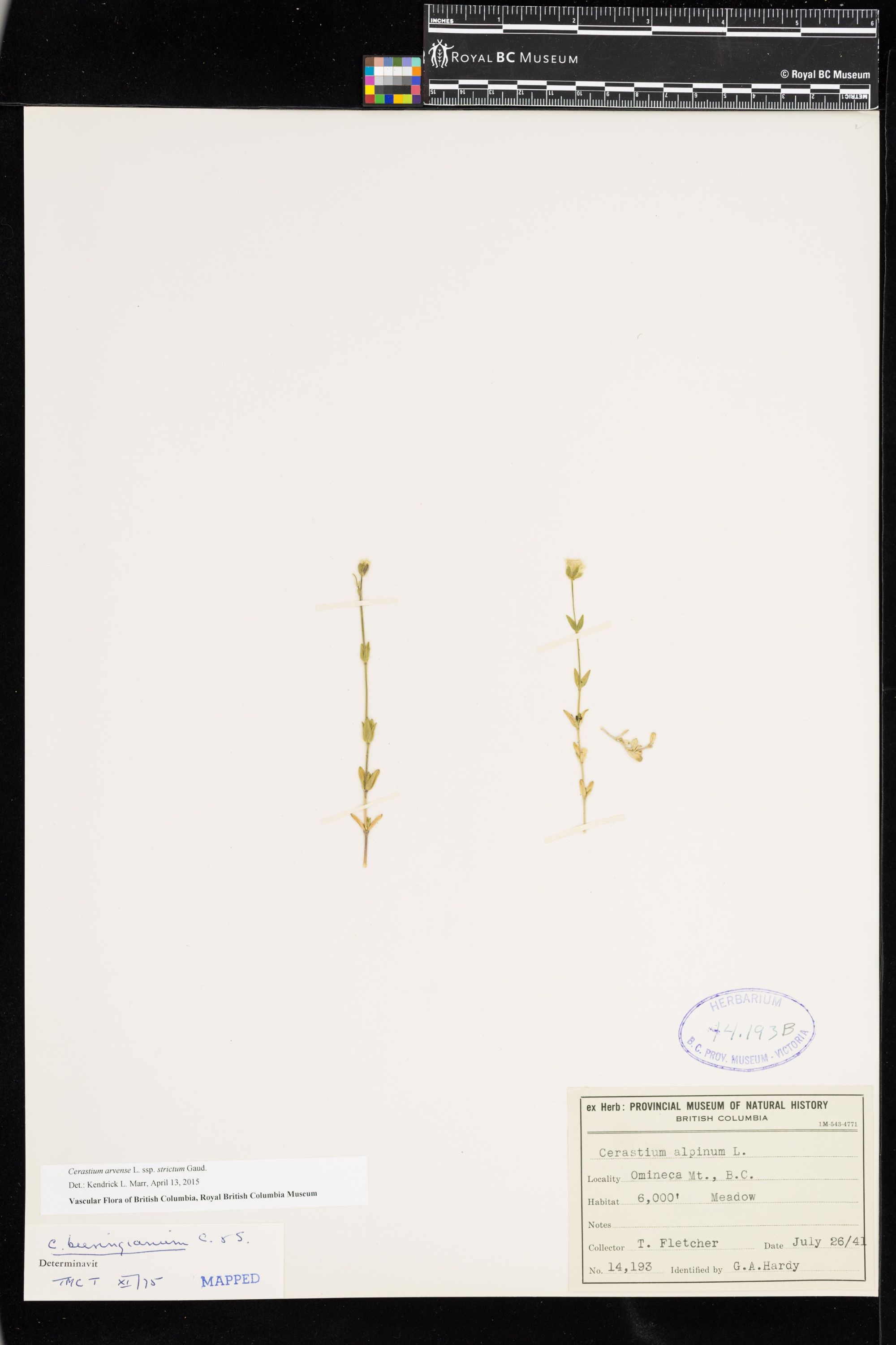 Image representing Cerastium beeringianum.