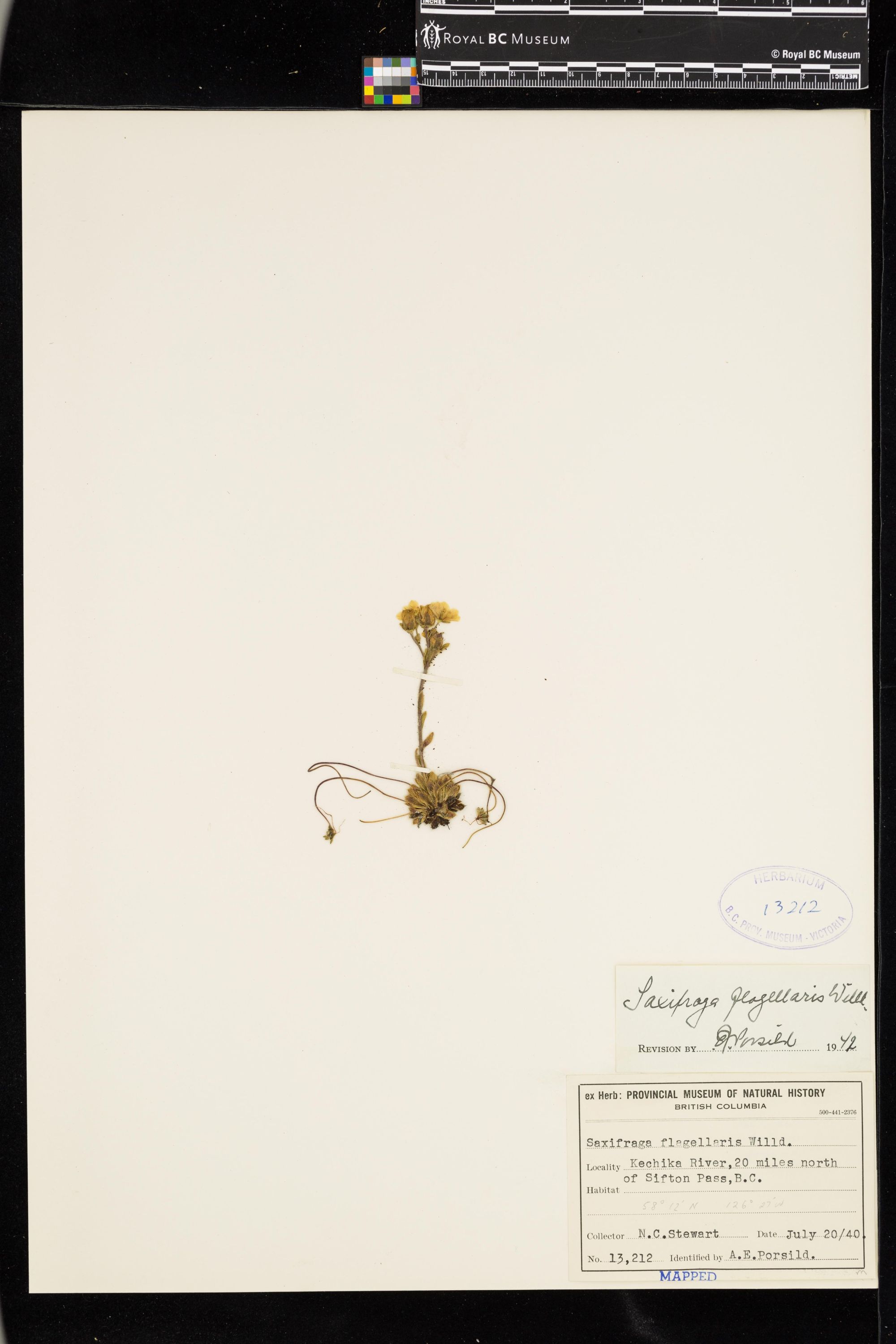 Image representing Saxifraga flagellaris.