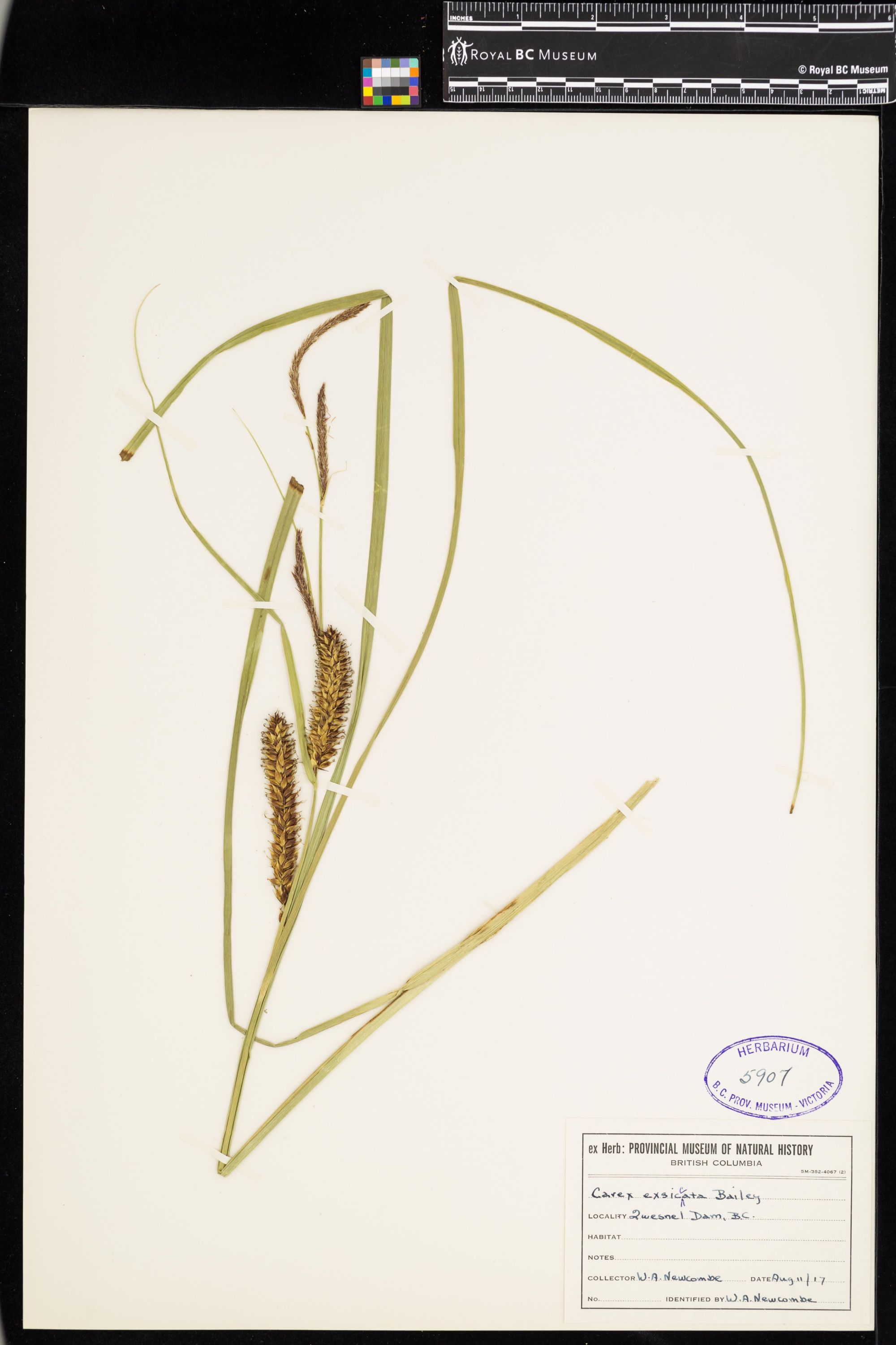 Image representing Carex exsiccata.