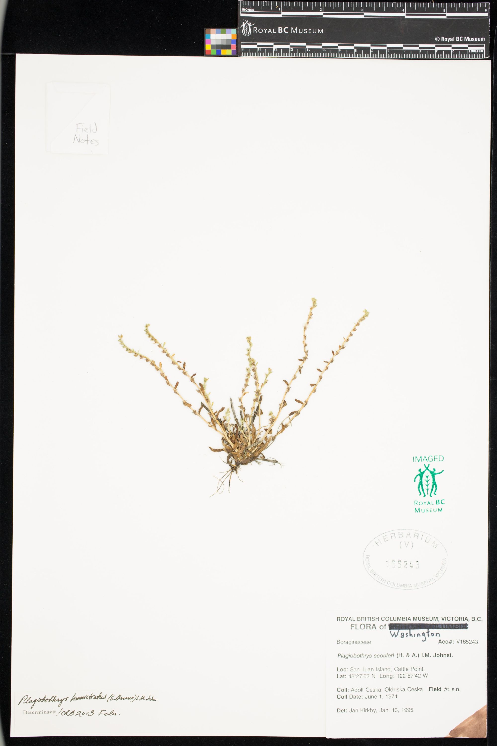 Image representing Plagiobothrys humistratus.