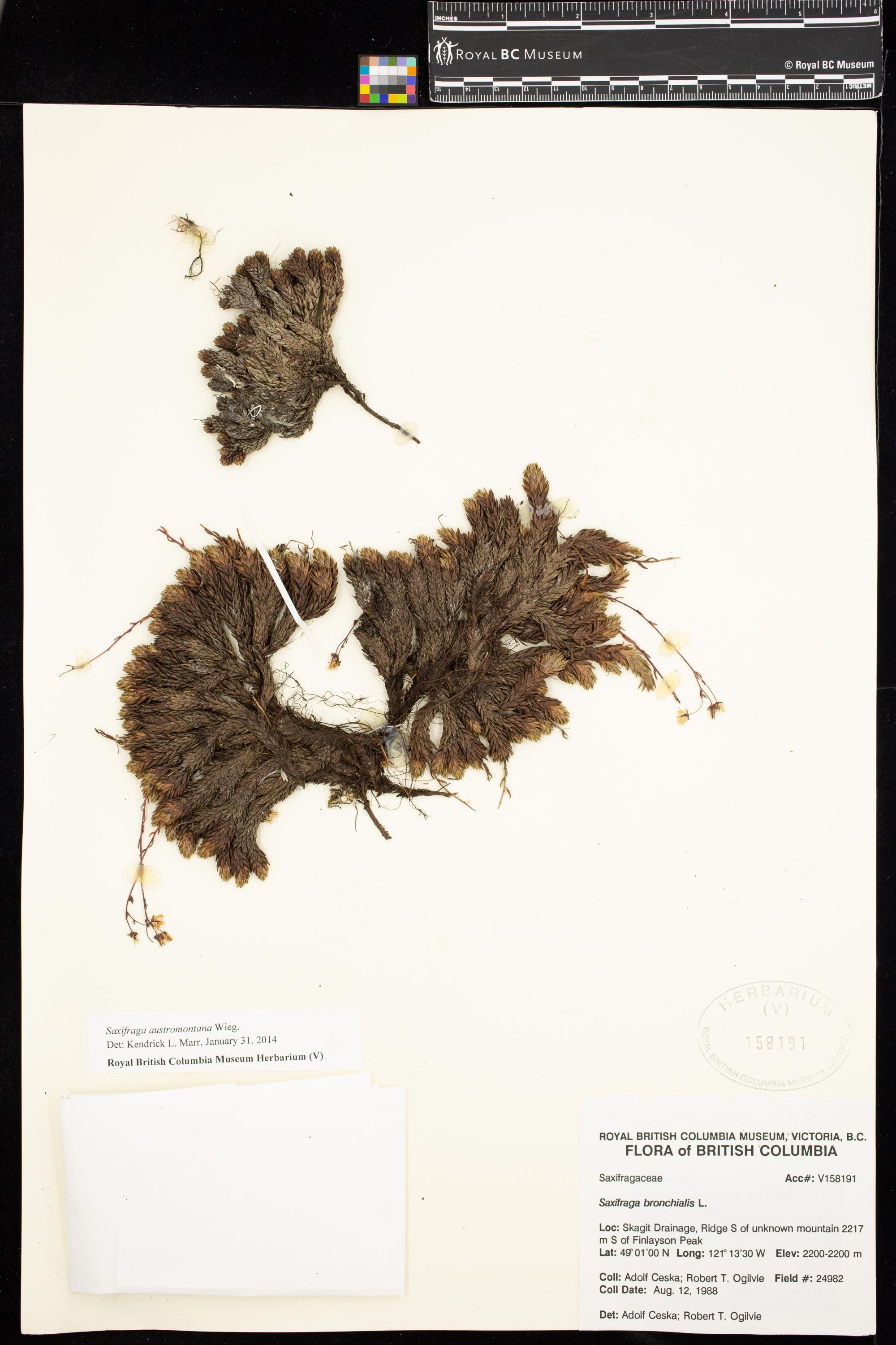 Image representing Saxifraga austromontana.