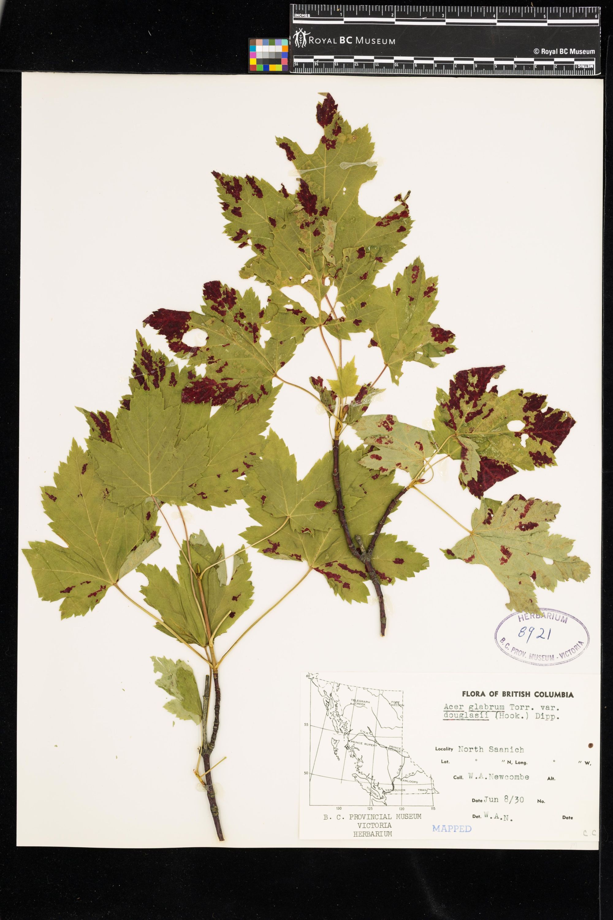Image representing Acer glabrum var. douglasii.